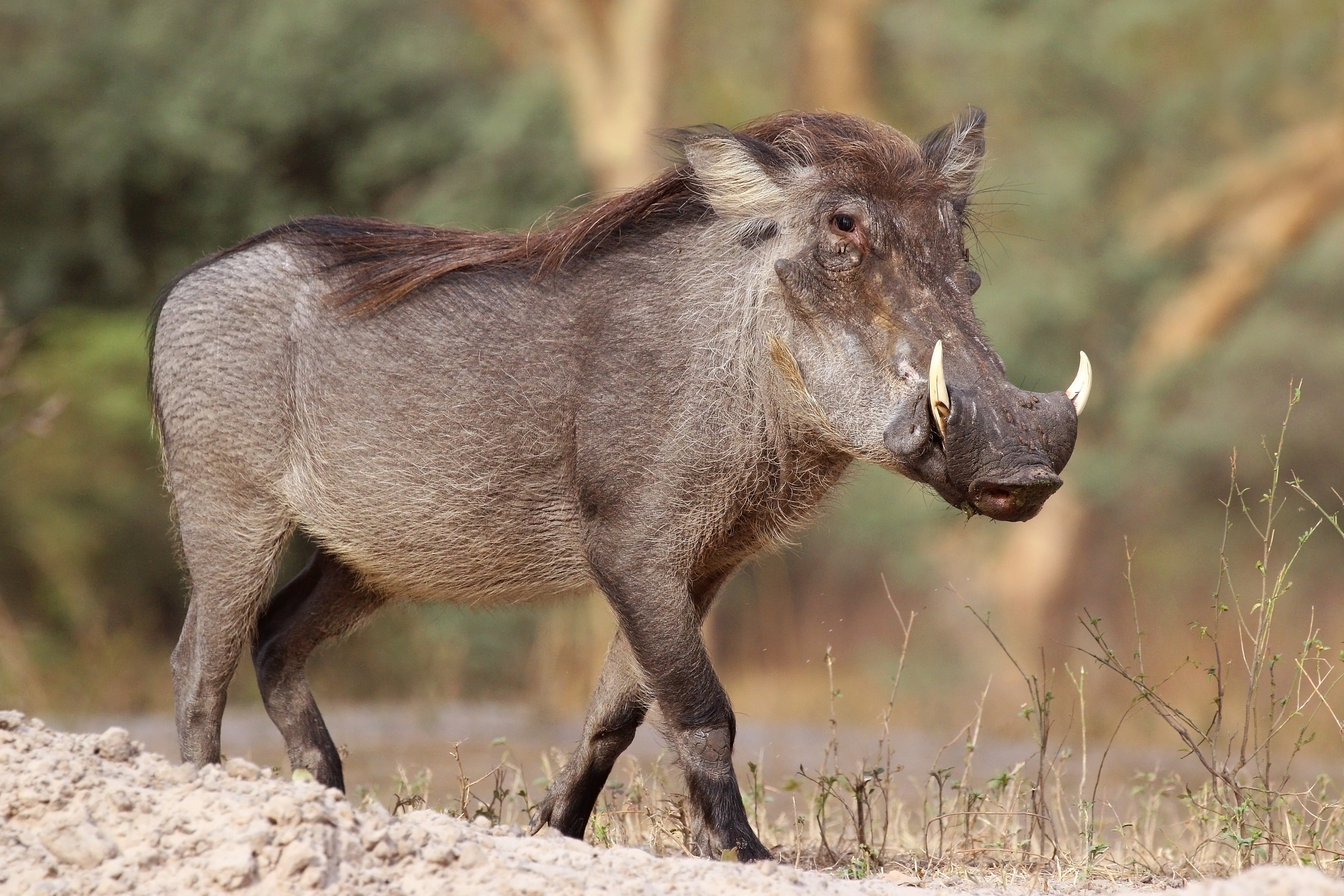 Nolan warthog (Phacochoerus africanus africanus)