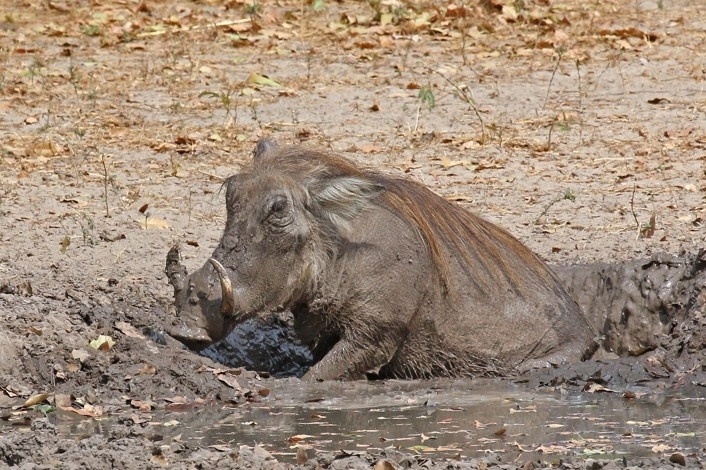Nolan warthog (Phacochoerus africanus africanus) in mud