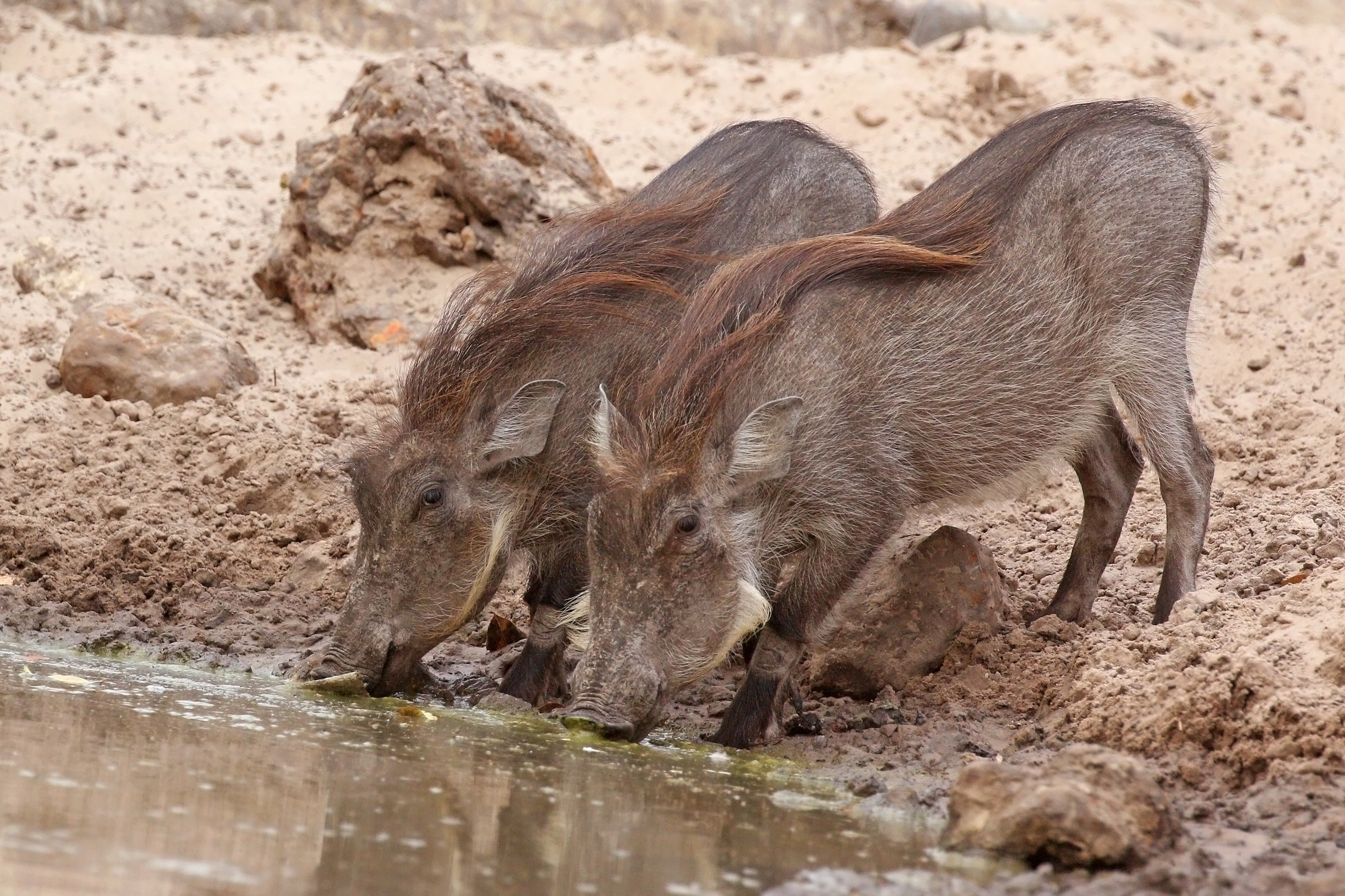 Nolan warthogs (Phacochoerus africanus africanus) juveniles drinking