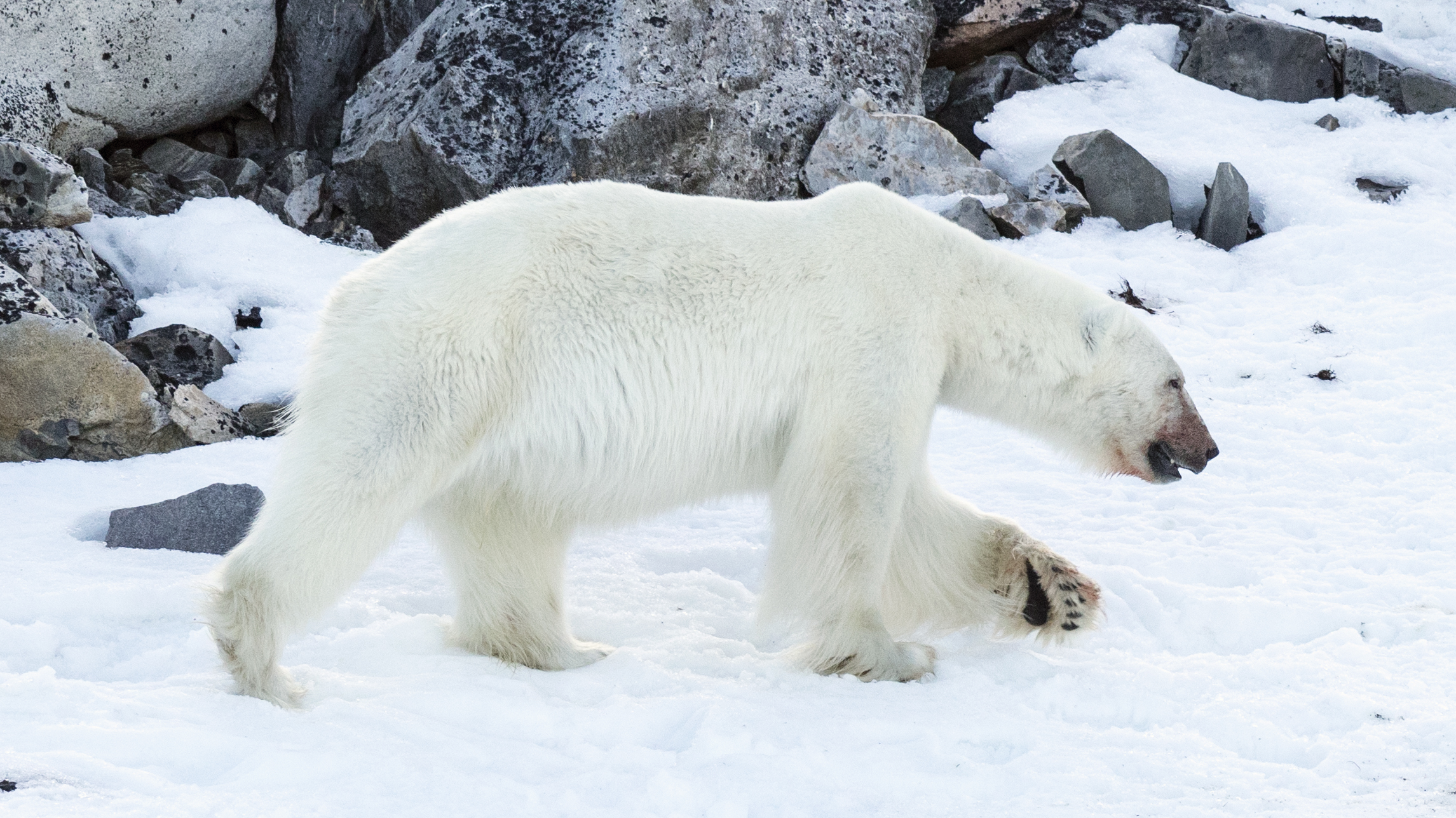 NOR-2016-Svalbard-Sjuøyane-Phippsøya-Polar bear (Ursus maritimus) 20