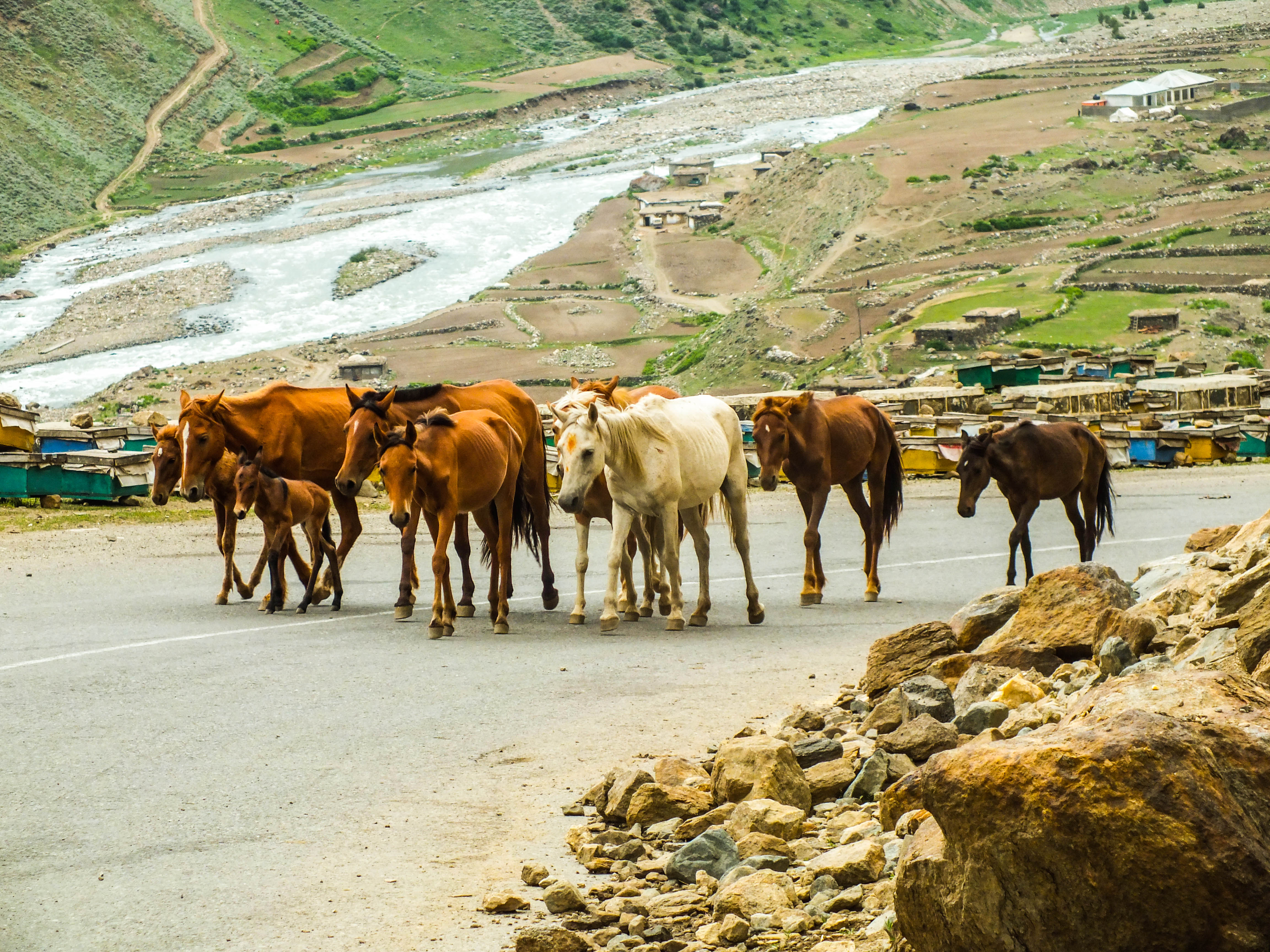 Northern Areas 25