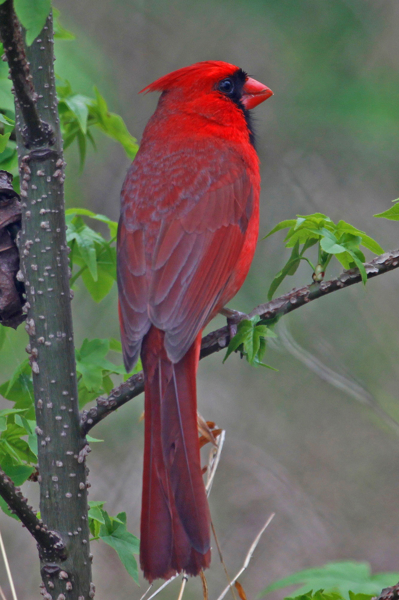 Northern Cardinal - Meadowwood BMA, Virginia
