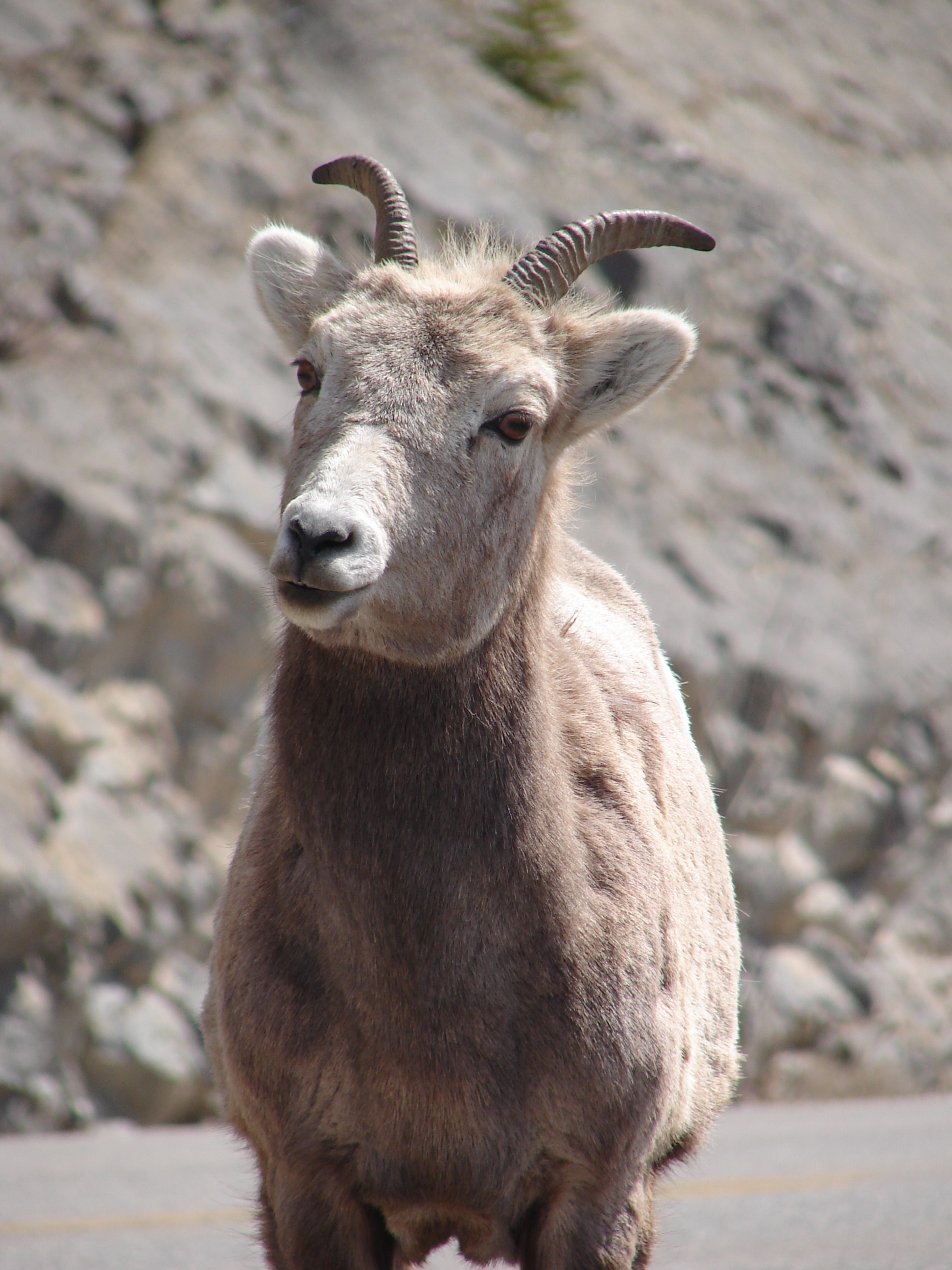 Nosy Old Goat, Alberta (5782397497)