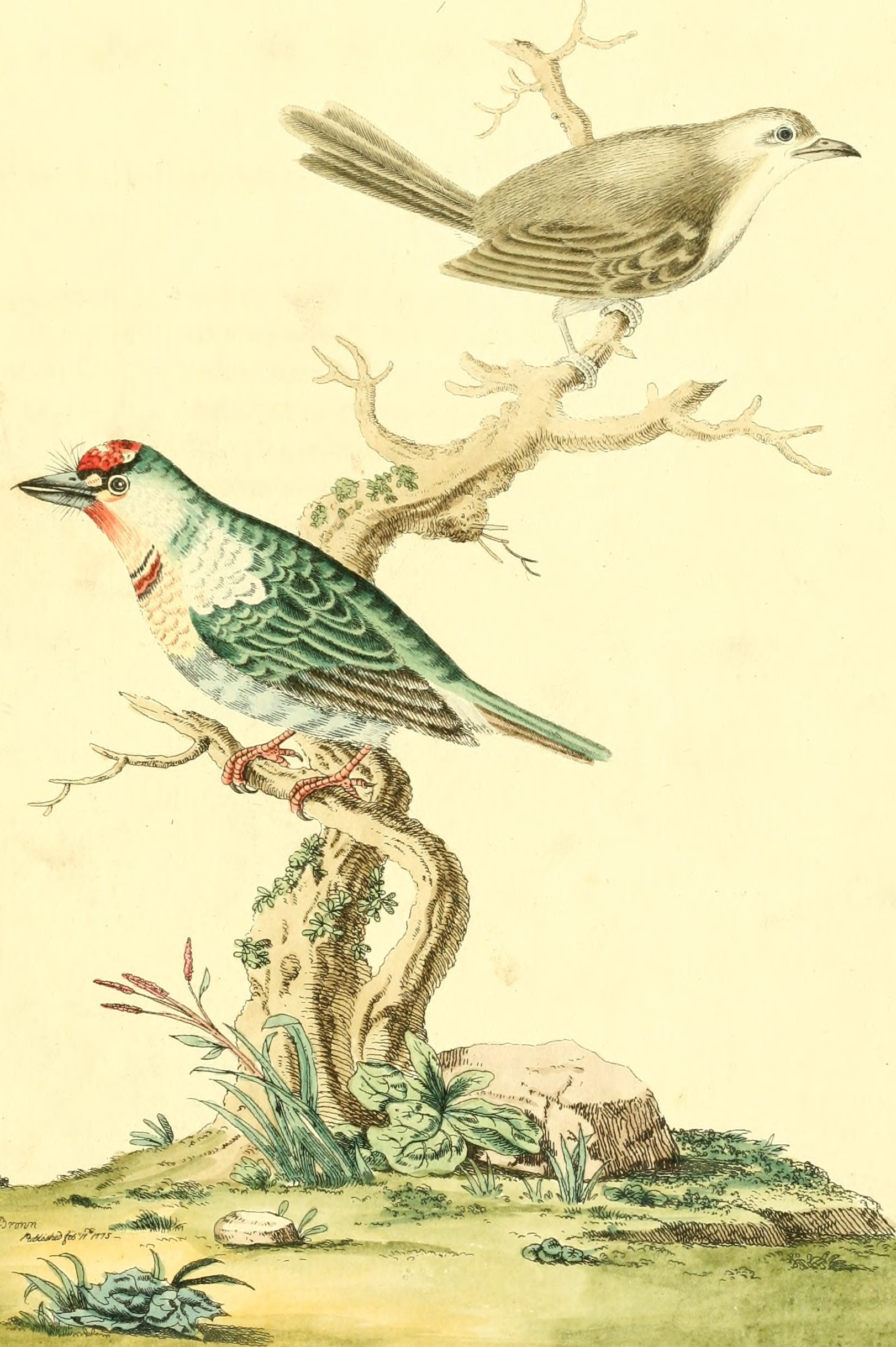 Nouvelles illustrations de zoologie - contenant cinquante planches enlumineés d'oiseaux curieux, et qui non etés jamais descrits, et quelques de quadrupedes, de reptiles et d'insectes, avec de courtes (14563949270)