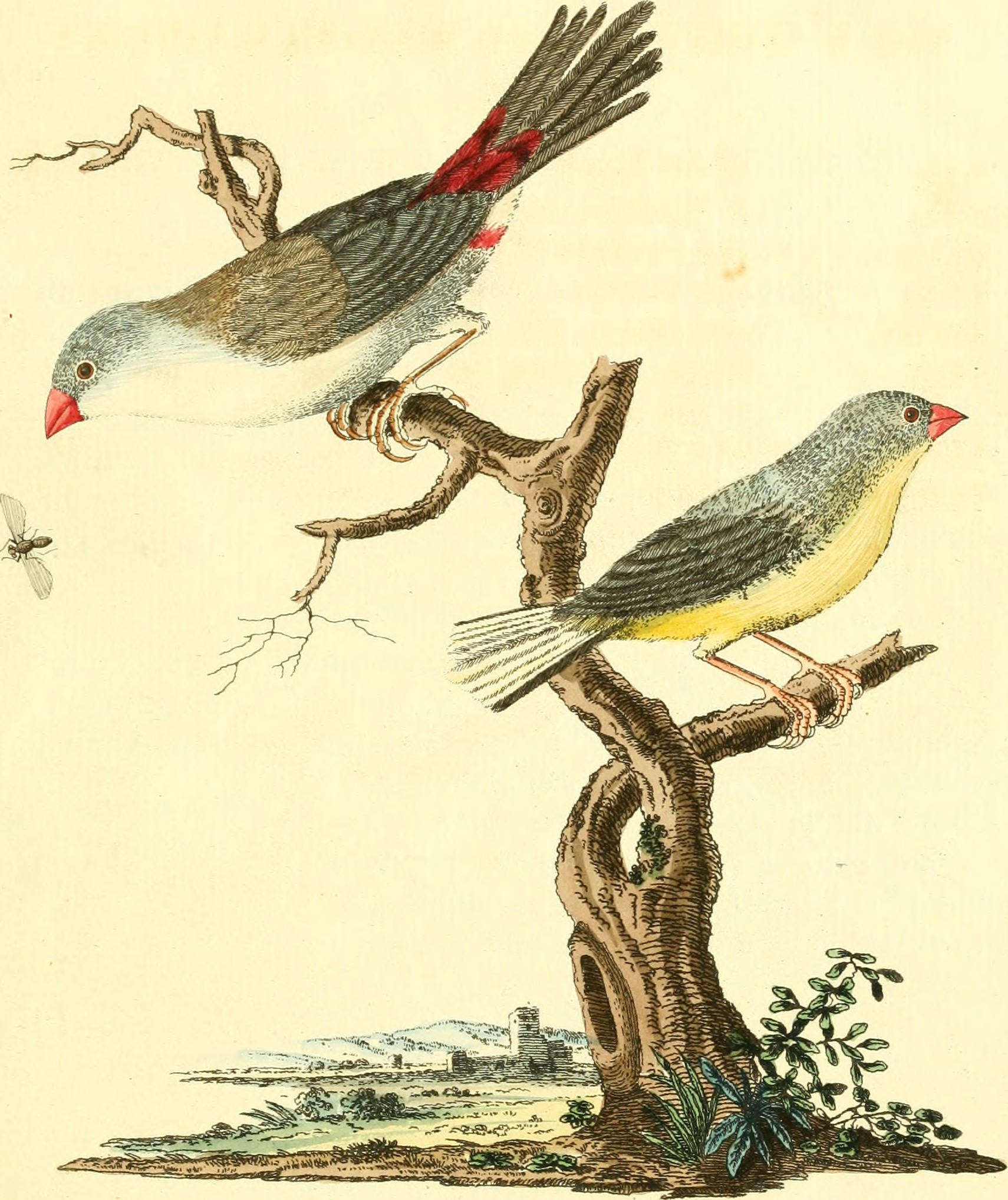 Nouvelles illustrations de zoologie - contenant cinquante planches enlumineés d'oiseaux curieux, et qui non etés jamais descrits, et quelques de quadrupedes, de reptiles et d'insectes, avec de courtes (14563967380)