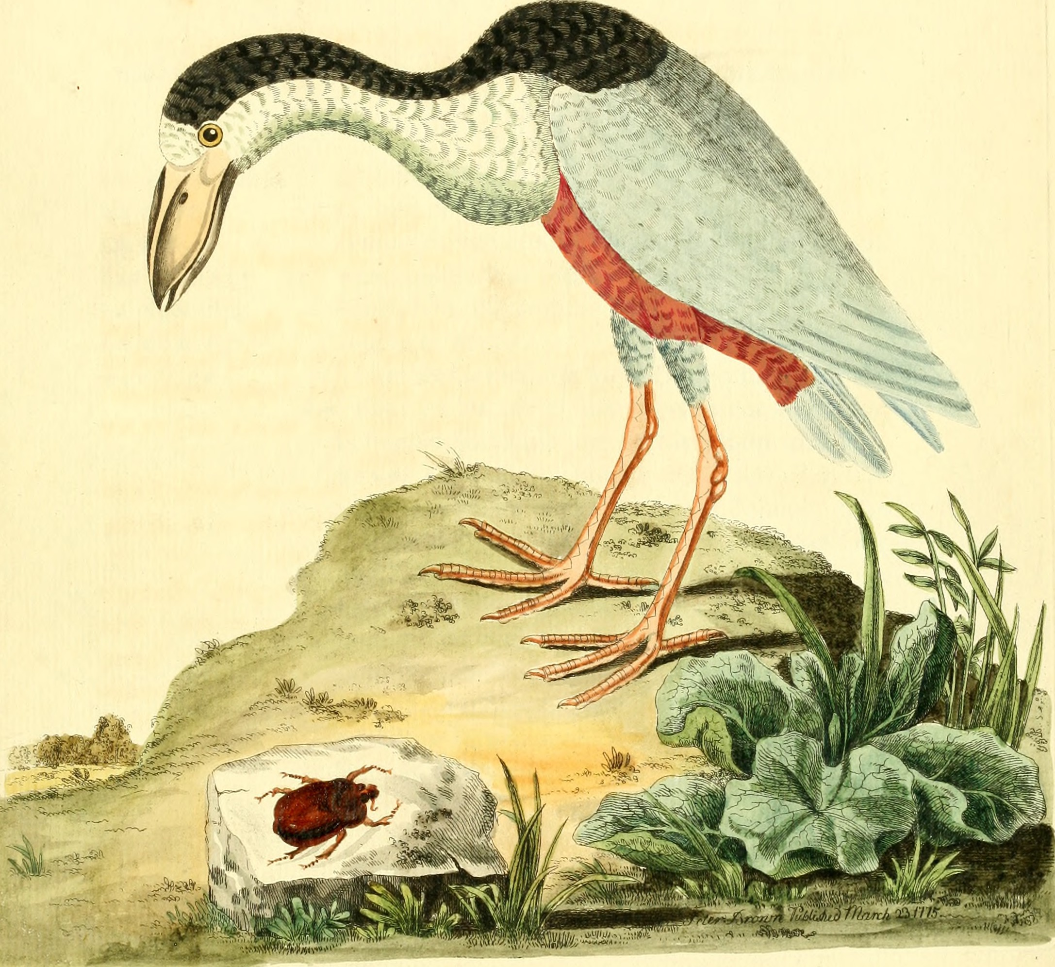 Nouvelles illustrations de zoologie - contenant cinquante planches enlumineés d'oiseaux curieux, et qui non etés jamais descrits, et quelques de quadrupedes, de reptiles et d'insectes, avec de courtes (14564004038)