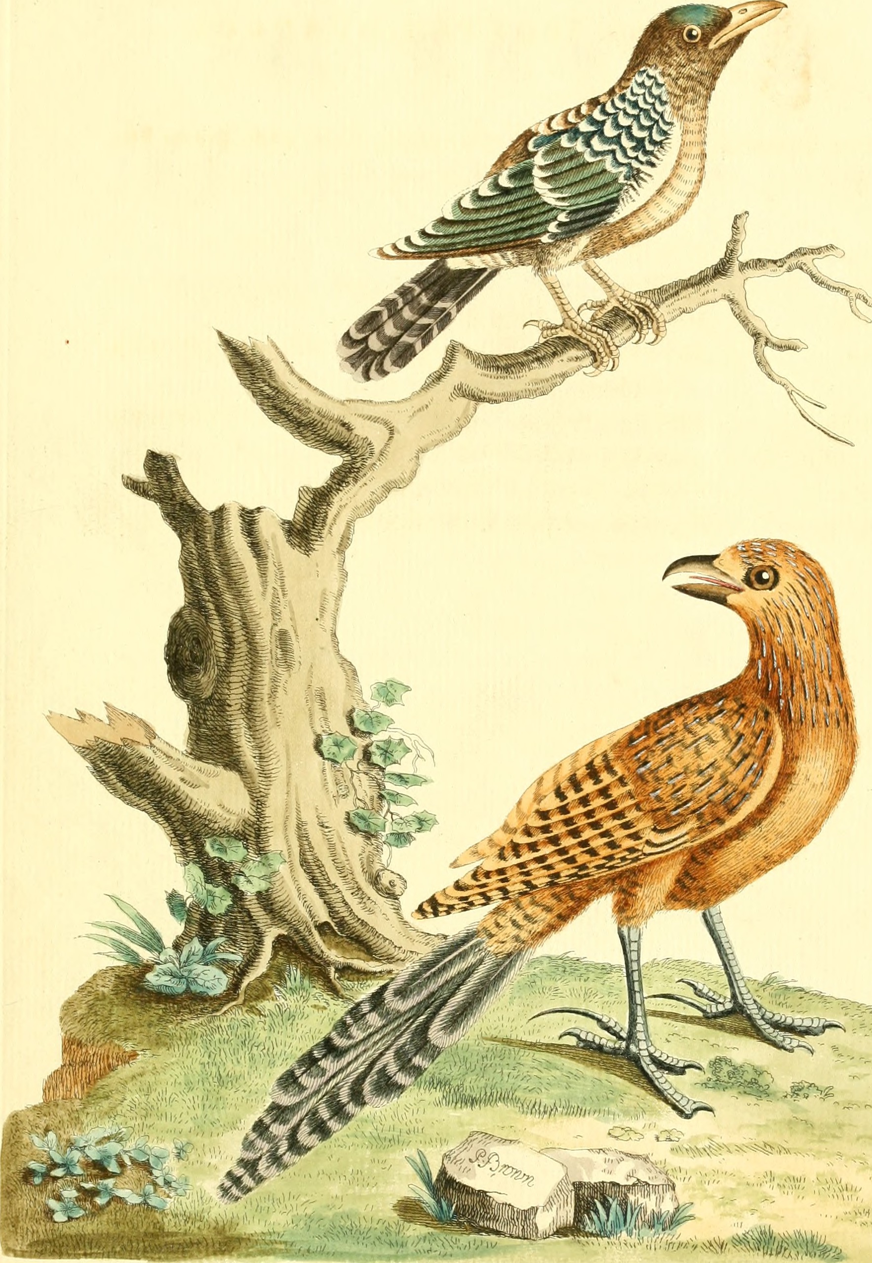 Nouvelles illustrations de zoologie - contenant cinquante planches enlumineés d'oiseaux curieux, et qui non etés jamais descrits, et quelques de quadrupedes, de reptiles et d'insectes, avec de courtes (14564185327)