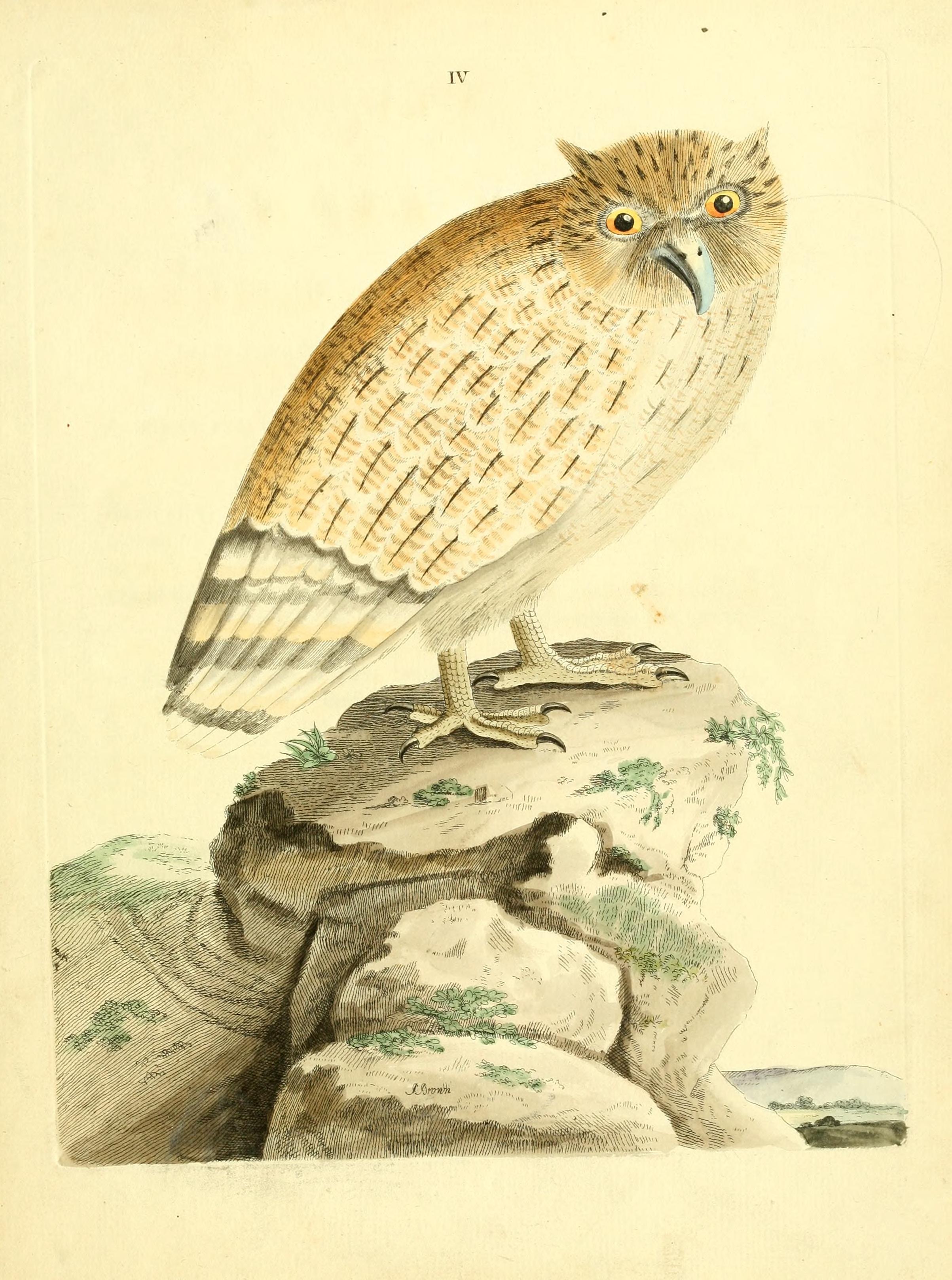 Nouvelles illustrations de zoologie - contenant cinquante planches enlumineés d'oiseaux curieux, et qui non etés jamais descrits, et quelques de quadrupedes, de reptiles et d'insectes, avec de courtes (14727615226)