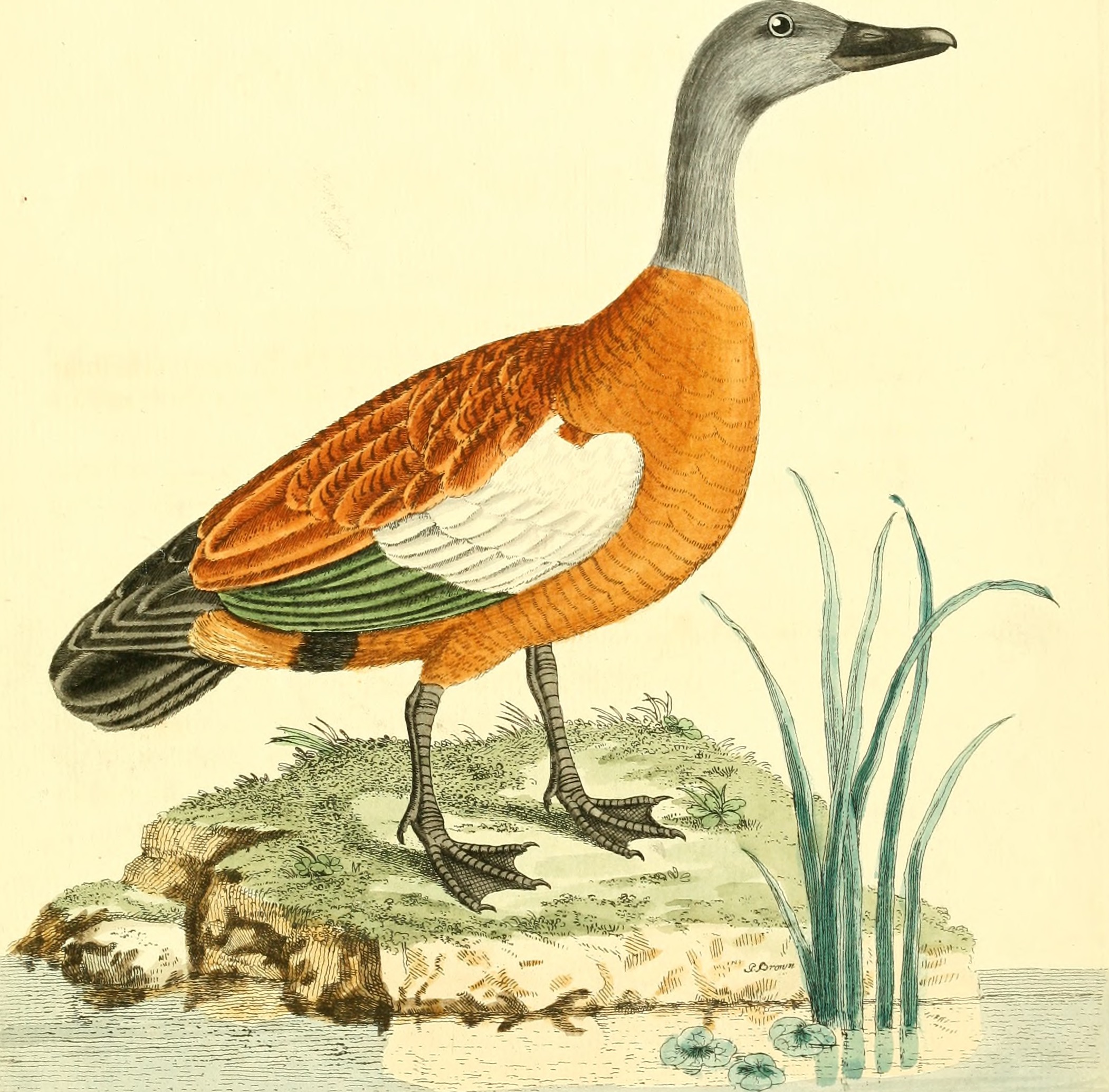 Nouvelles illustrations de zoologie - contenant cinquante planches enlumineés d'oiseaux curieux, et qui non etés jamais descrits, et quelques de quadrupedes, de reptiles et d'insectes, avec de courtes (14727659636)