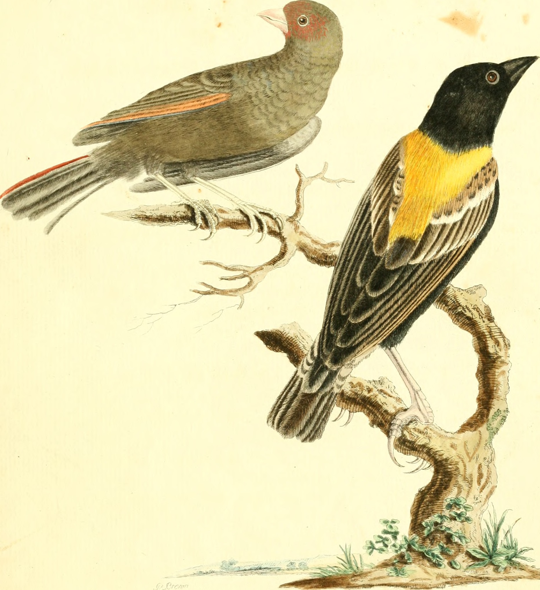 Nouvelles illustrations de zoologie - contenant cinquante planches enlumineés d'oiseaux curieux, et qui non etés jamais descrits, et quelques de quadrupedes, de reptiles et d'insectes, avec de courtes (14748296214)