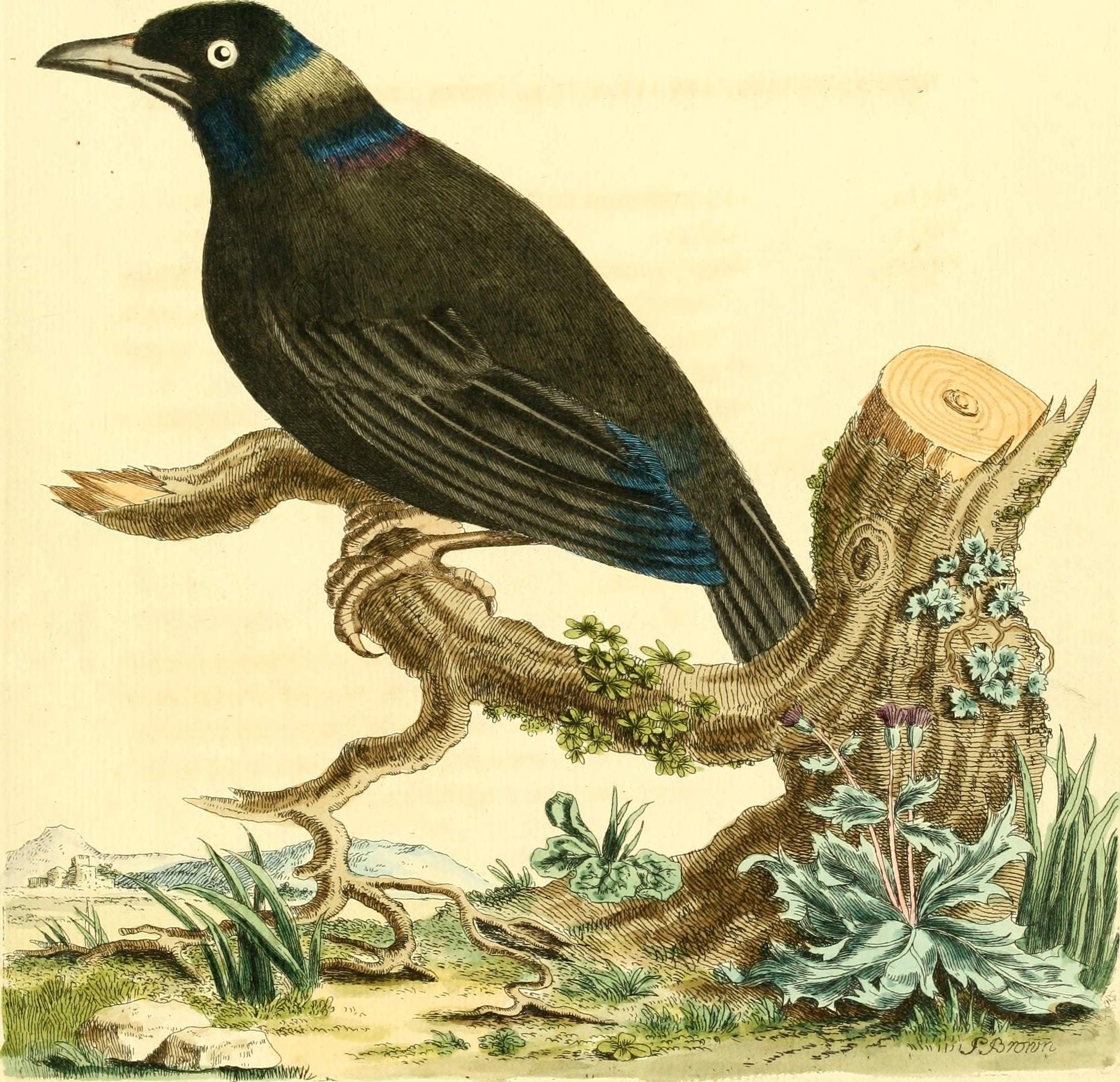 Nouvelles illustrations de zoologie - contenant cinquante planches enlumineés d'oiseaux curieux, et qui non etés jamais descrits, et quelques de quadrupedes, de reptiles et d'insectes, avec de courtes (14750313842)