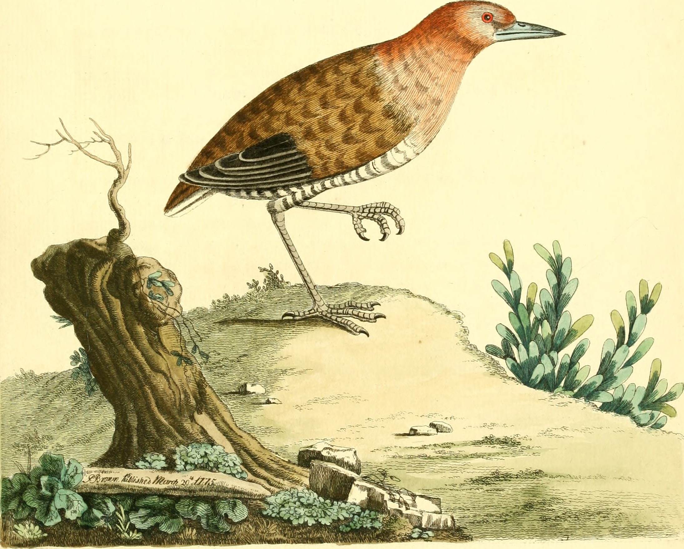 Nouvelles illustrations de zoologie - contenant cinquante planches enlumineés d'oiseaux curieux, et qui non etés jamais descrits, et quelques de quadrupedes, de reptiles et d'insectes, avec de courtes (14750345512)
