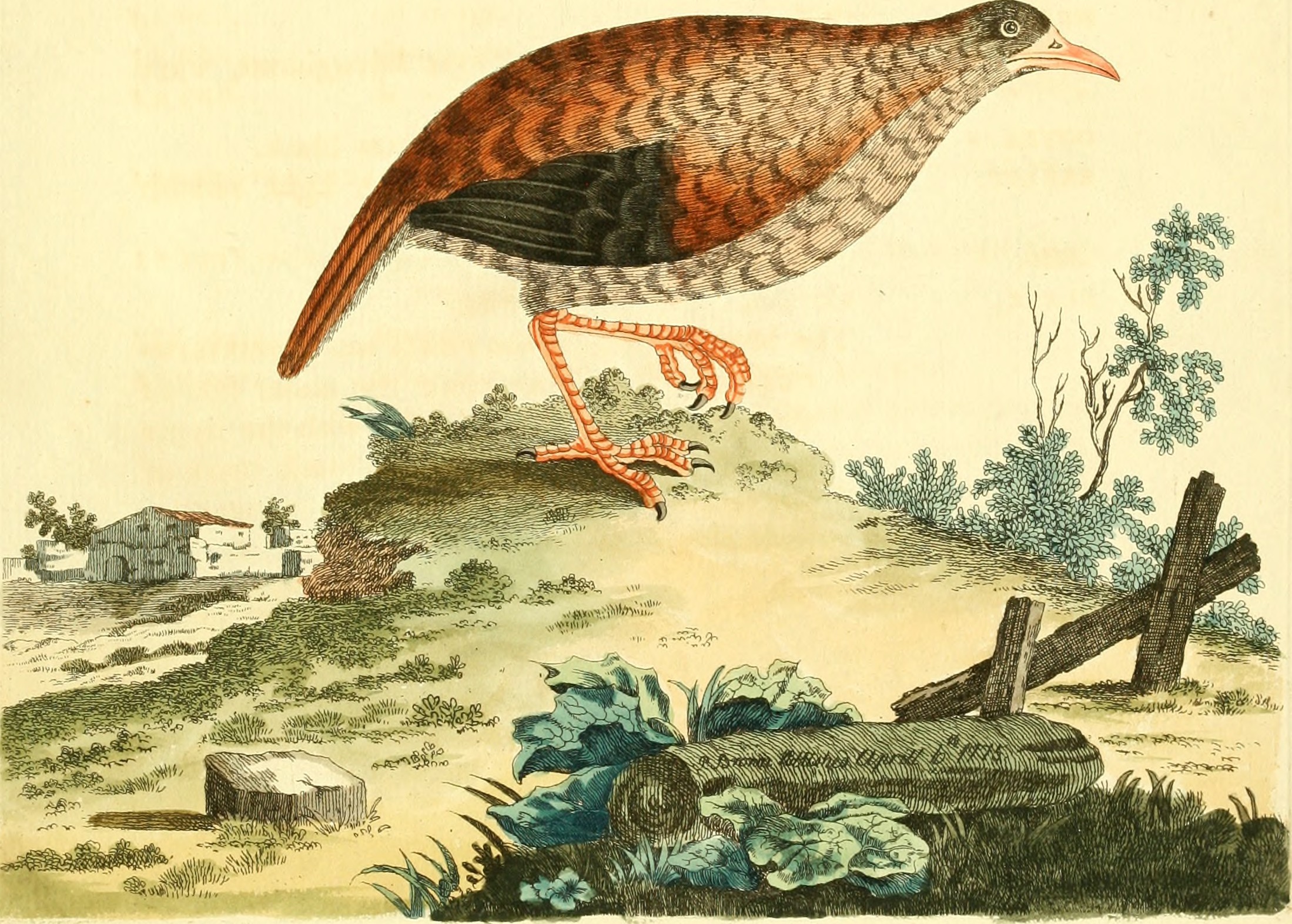 Nouvelles illustrations de zoologie - contenant cinquante planches enlumineés d'oiseaux curieux, et qui non etés jamais descrits, et quelques de quadrupedes, de reptiles et d'insectes, avec de courtes (14750346652)