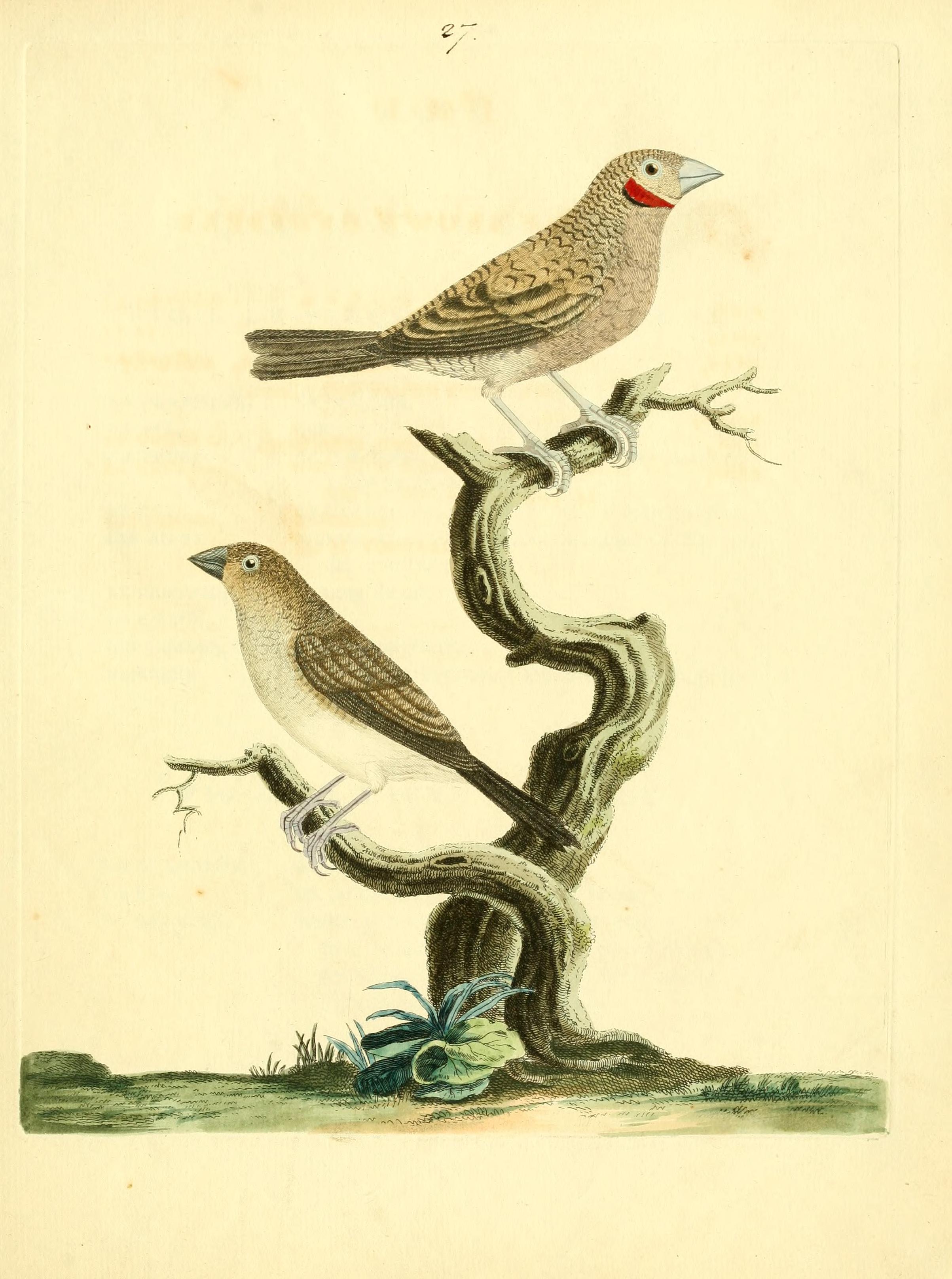 Nouvelles illustrations de zoologie - contenant cinquante planches enlumineés d'oiseaux curieux, et qui non etés jamais descrits, et quelques de quadrupedes, de reptiles et d'insectes, avec de courtes (14770508203)