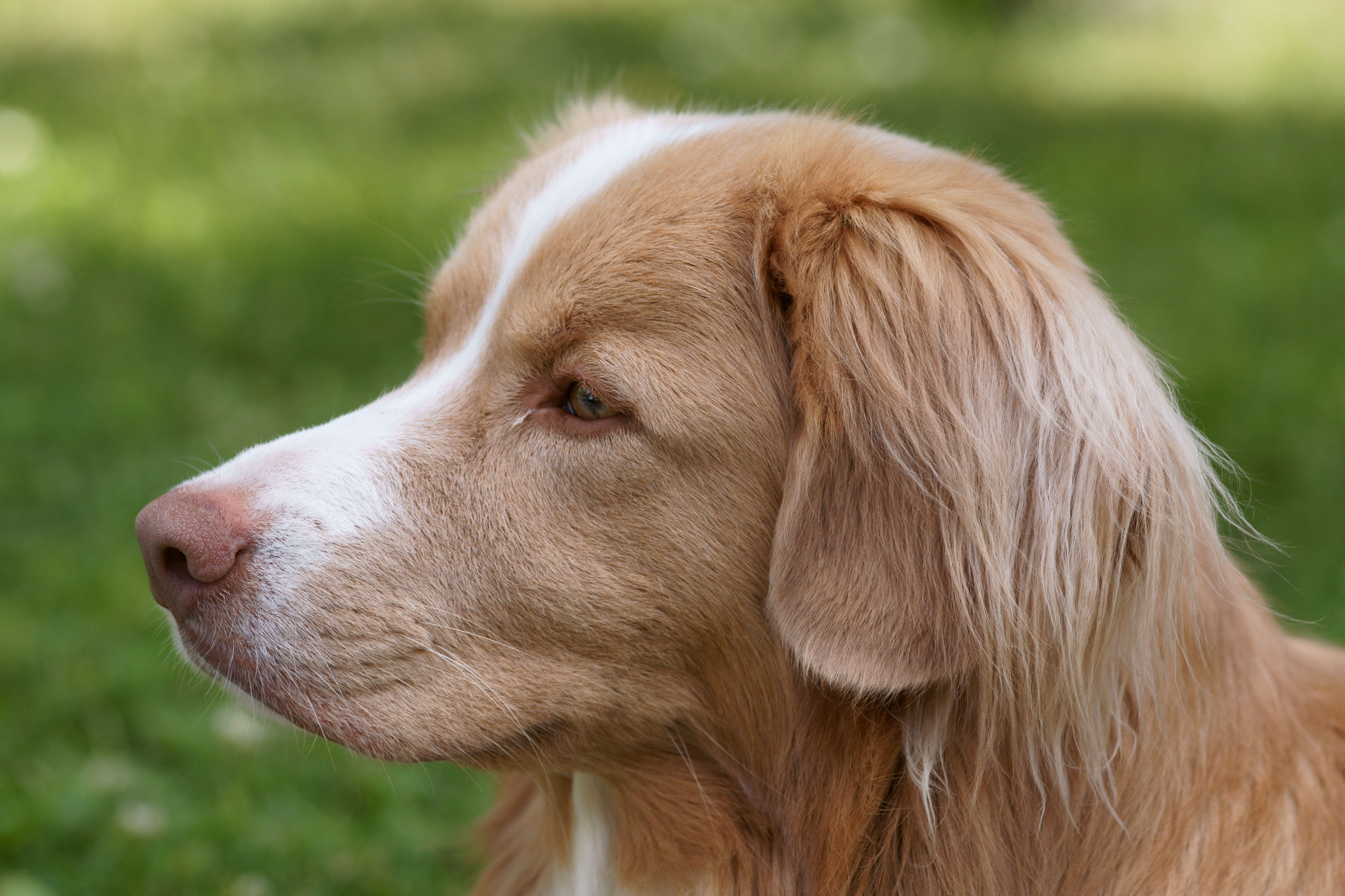Nova Scotia Duck-Tolling Retriever headshot