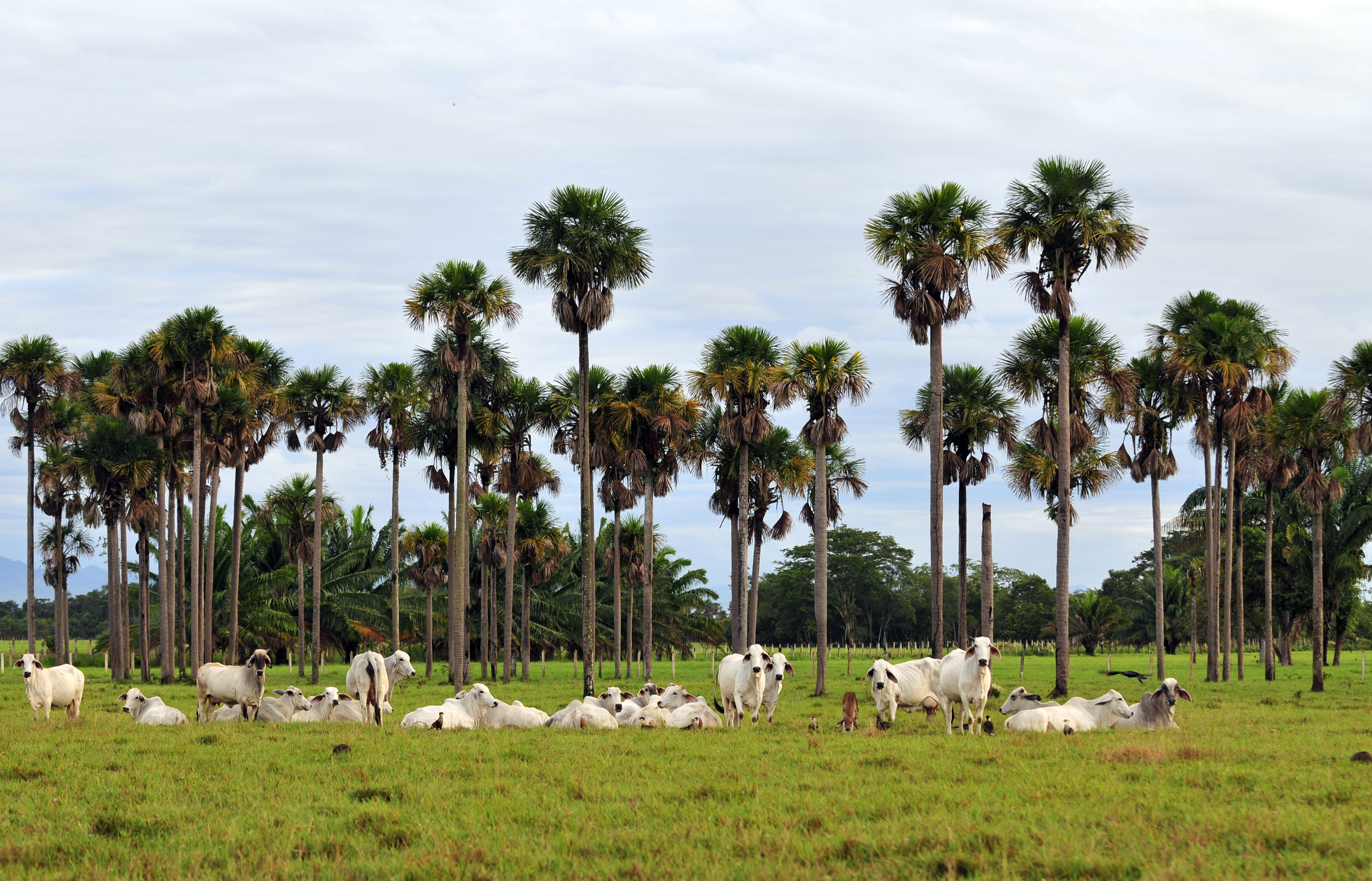 NP Llanos24 lo (5853385573)