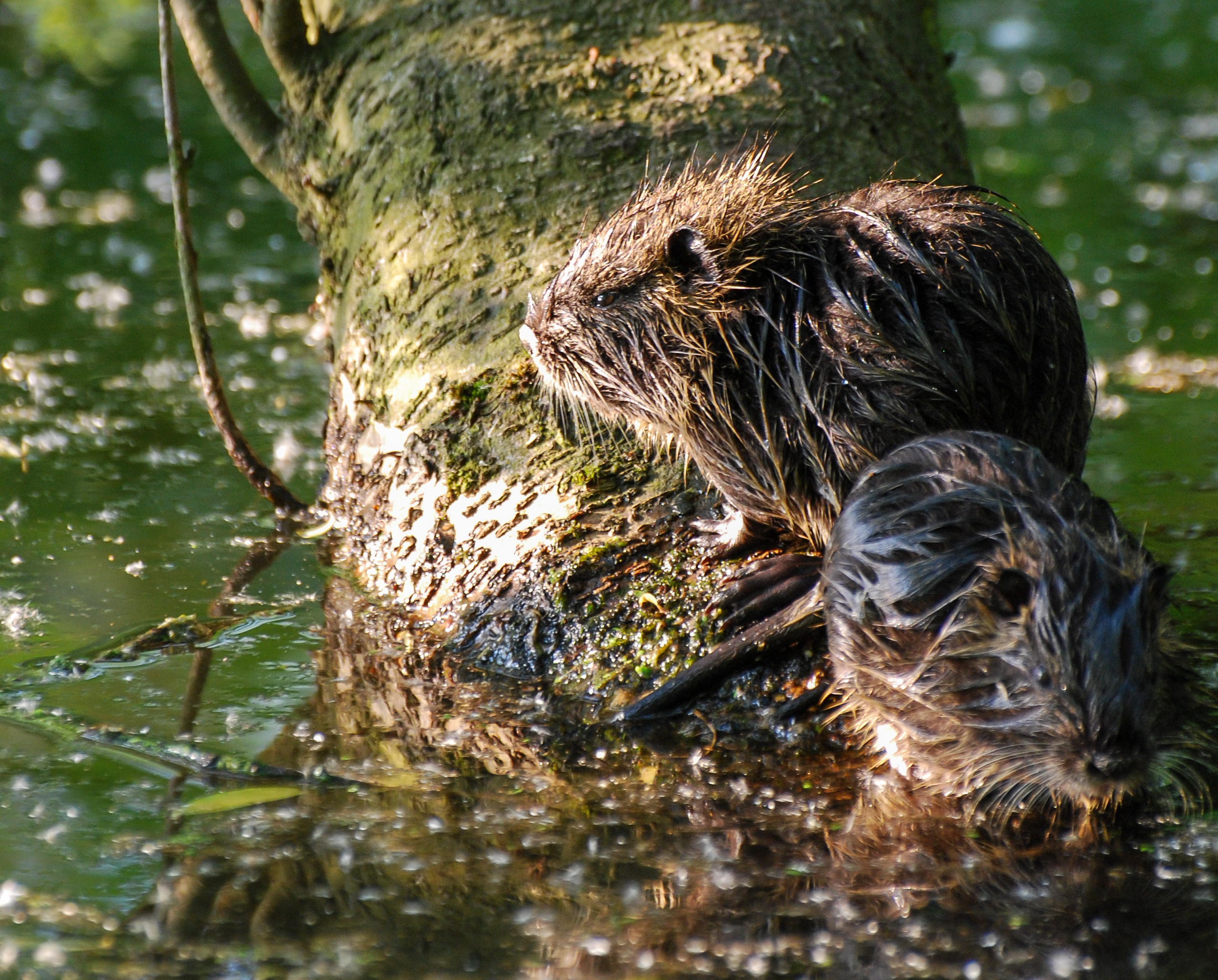 Nutria-Kocks-Loch-2010