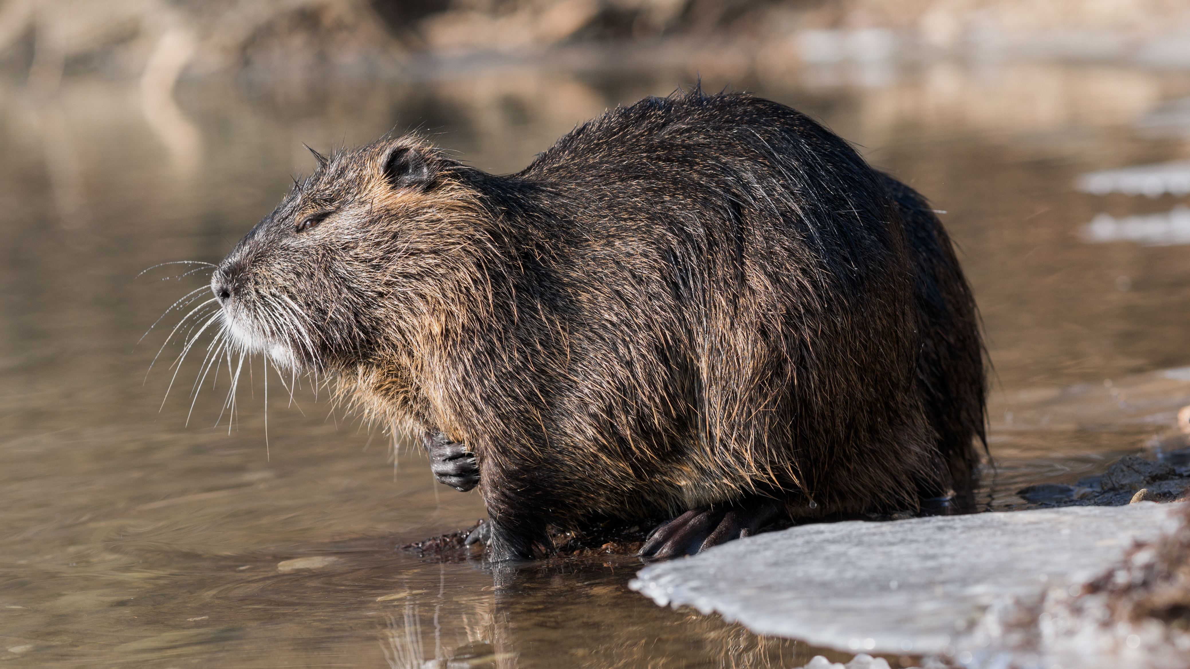 Nutria (Myocastor coypus) in a partially frozen river Ljubljanica