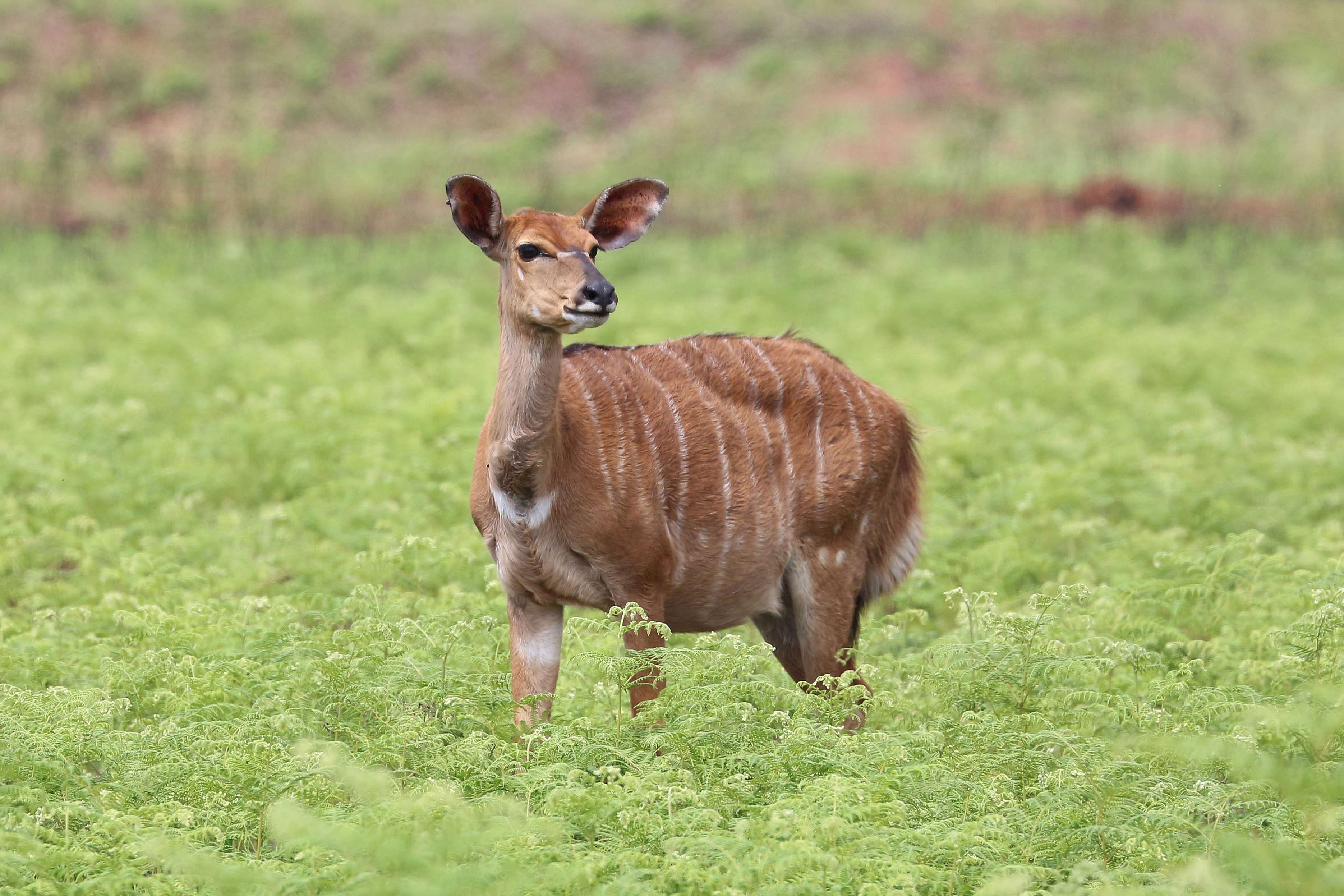 Nyala (female), Mlilwane Wildlife Sanctuary