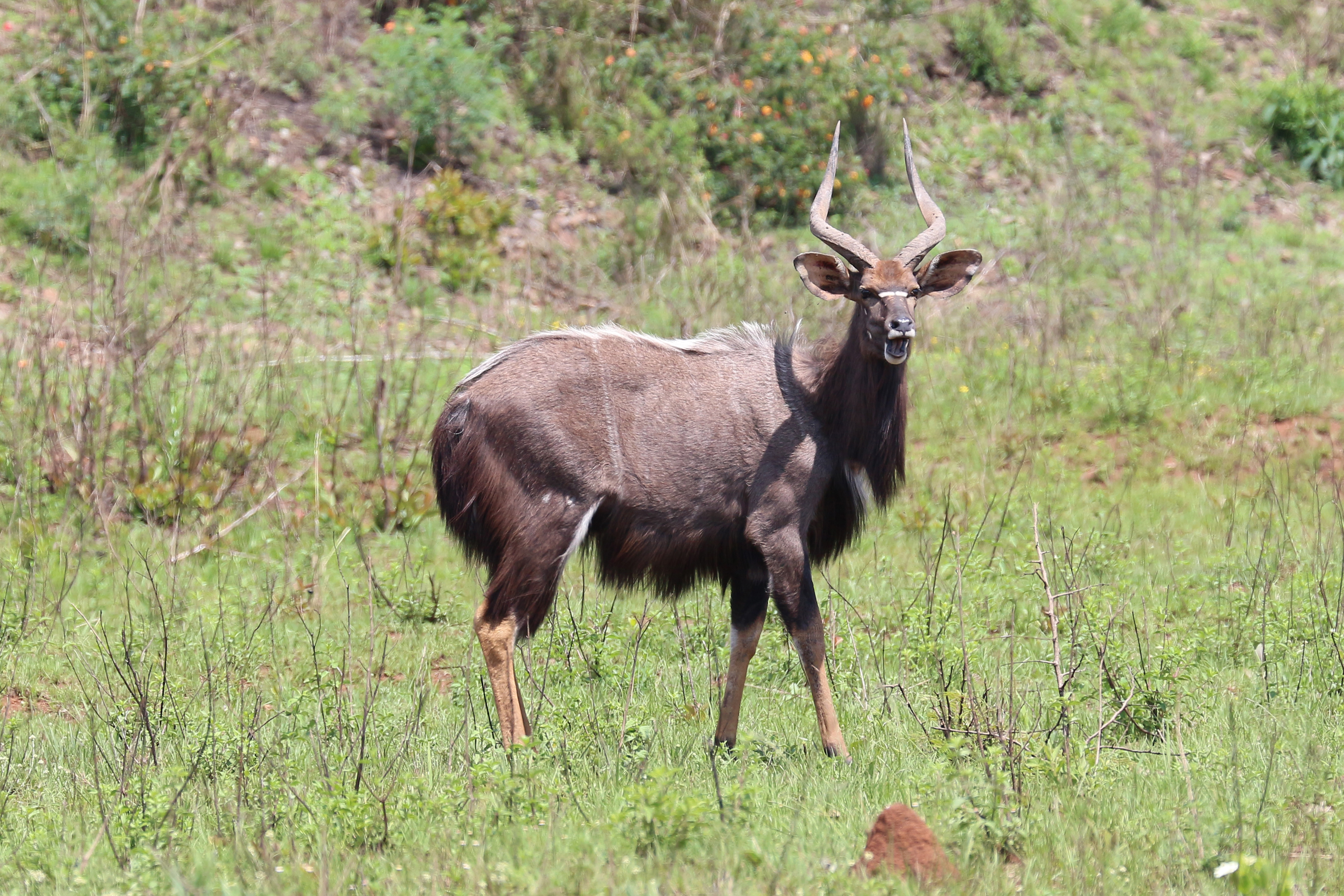 Nyala (male), Mlilwane Wildlife Sanctuary