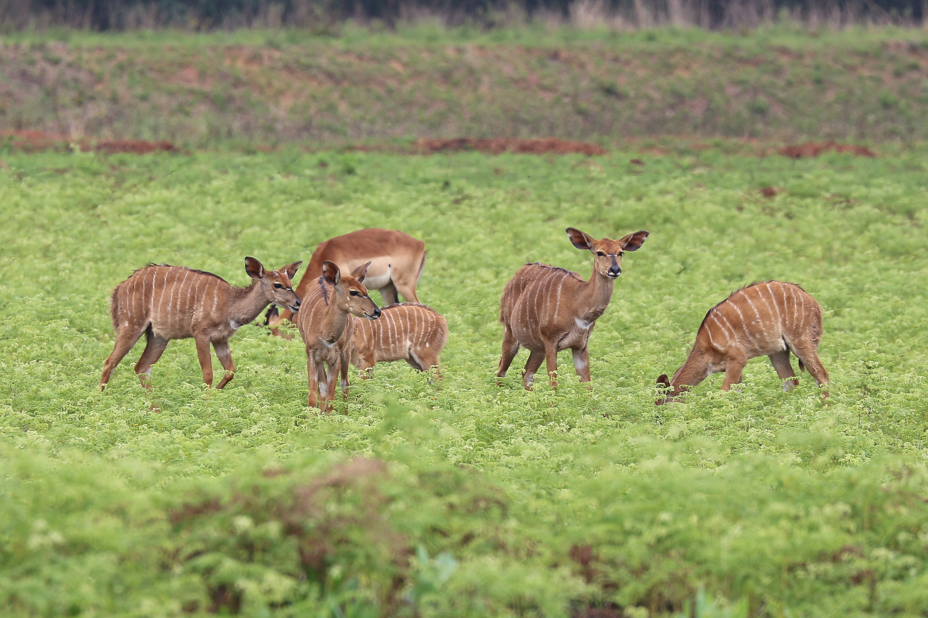 Nyalas in Mlilwane Wildlife Sanctuary