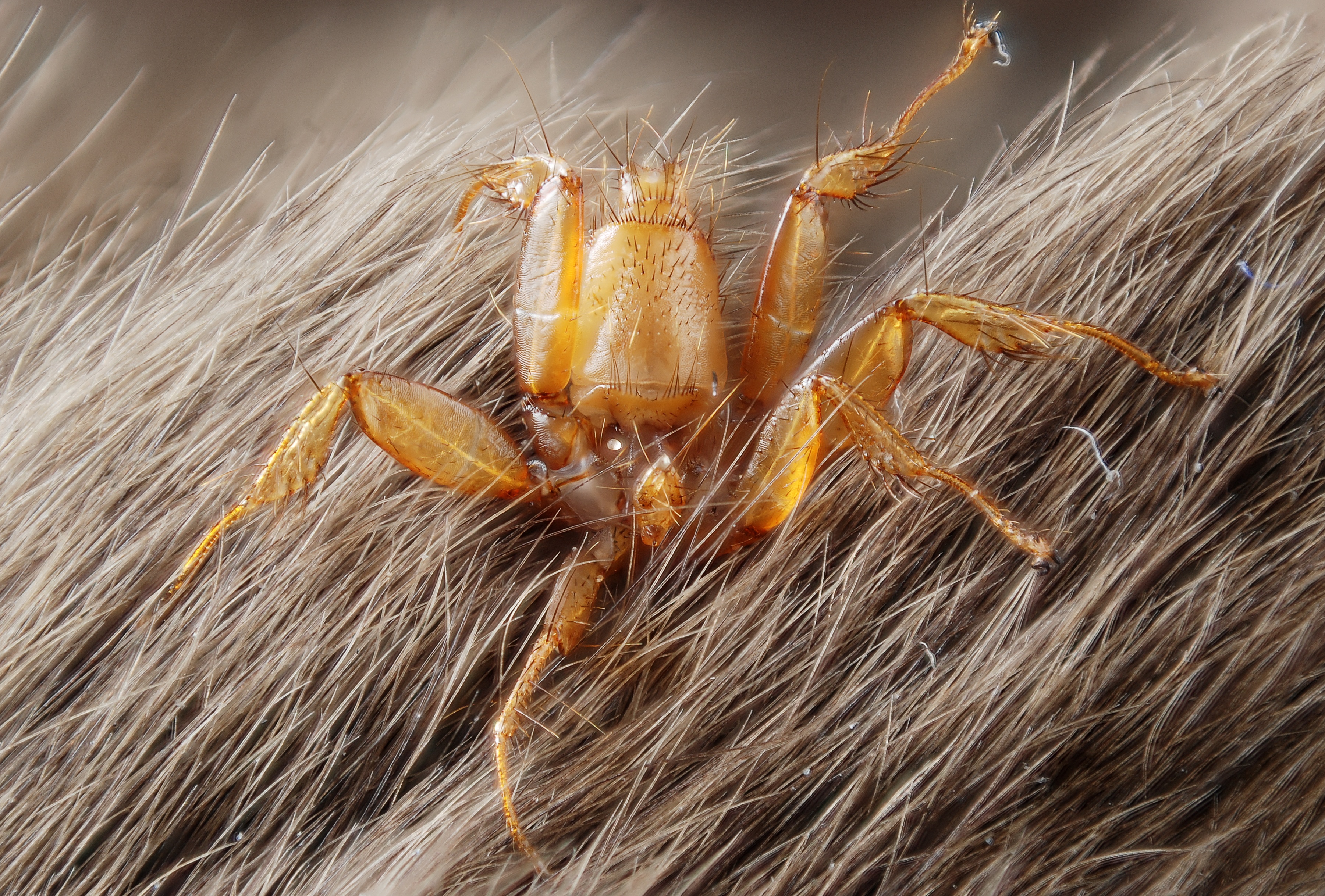 Nycteribiidae (parasite fly living on bats) (5021769088)