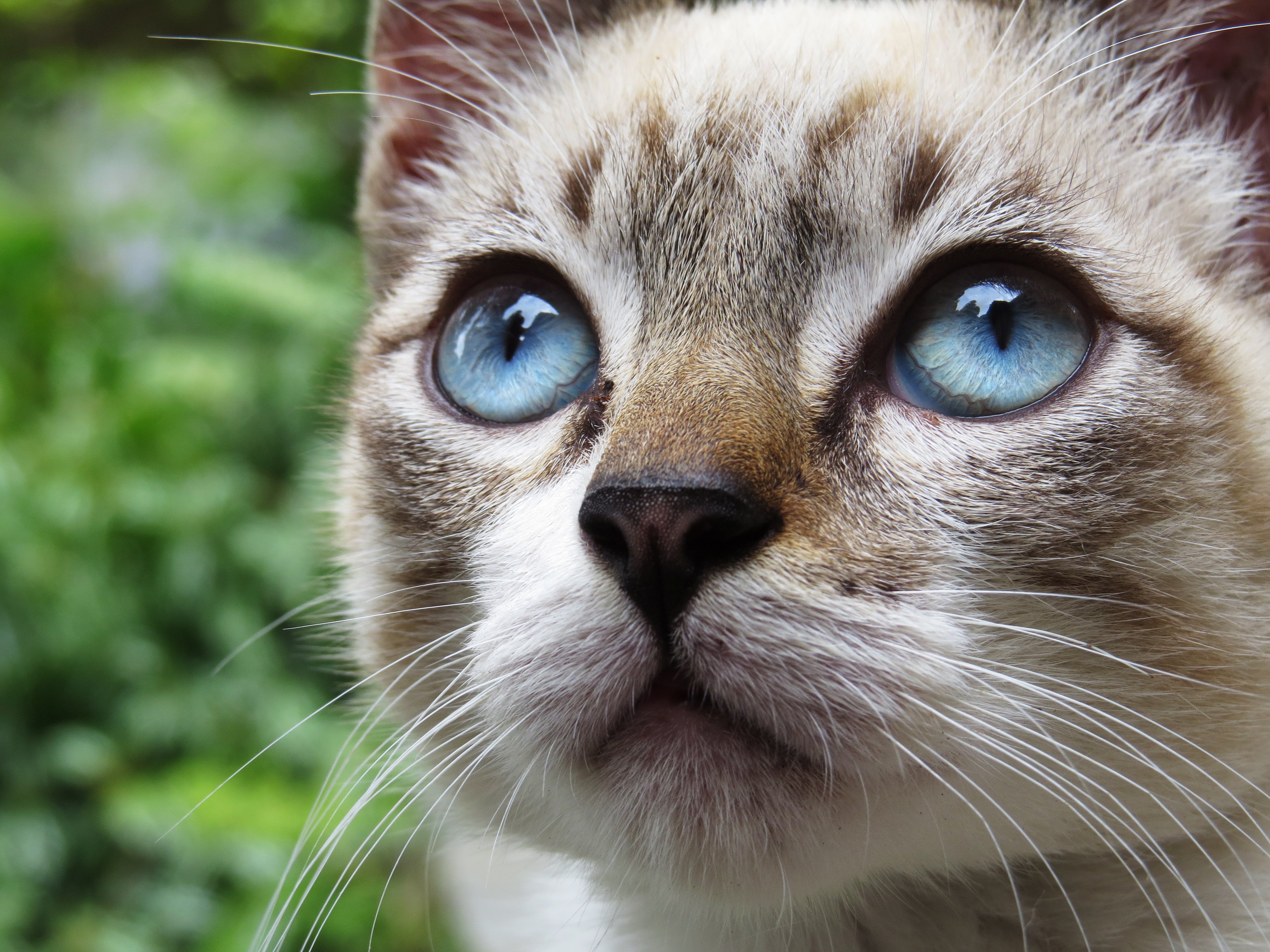 O Gatinho