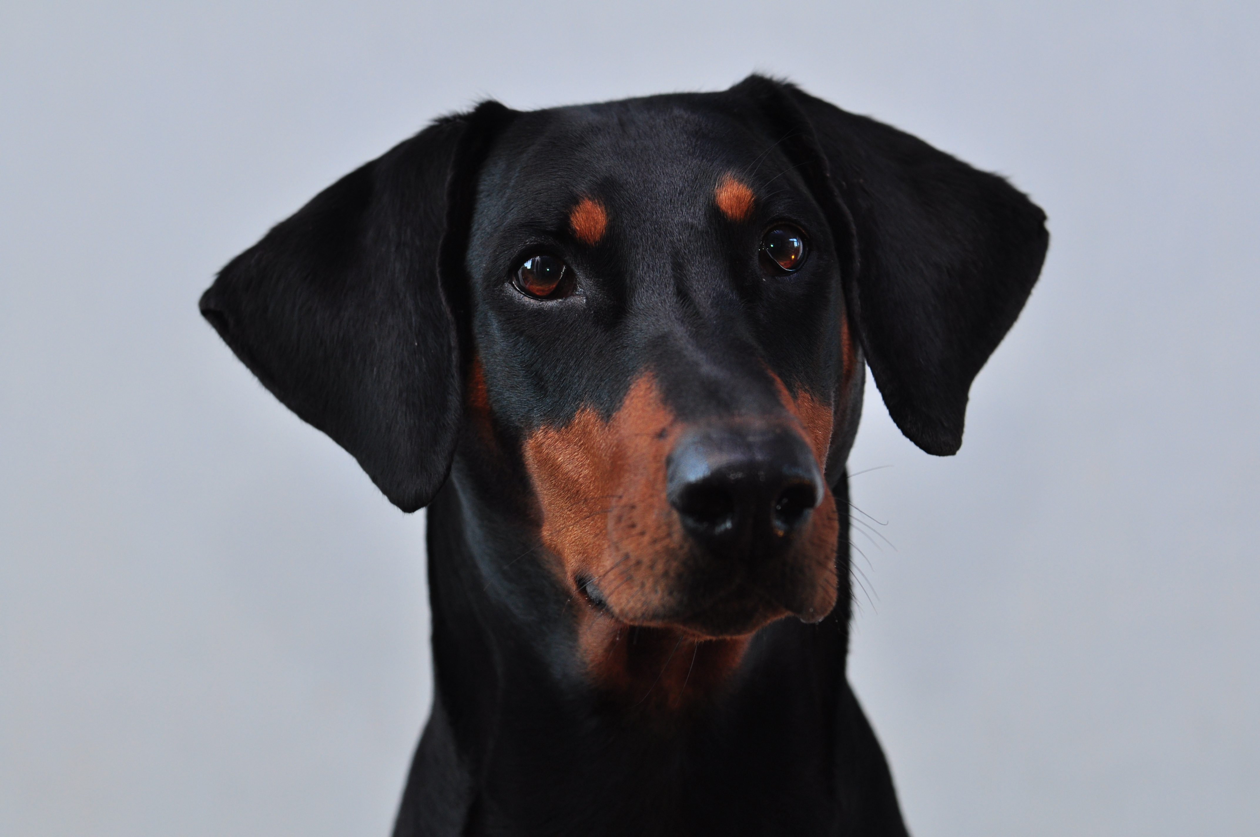 Obi portrait dobermann