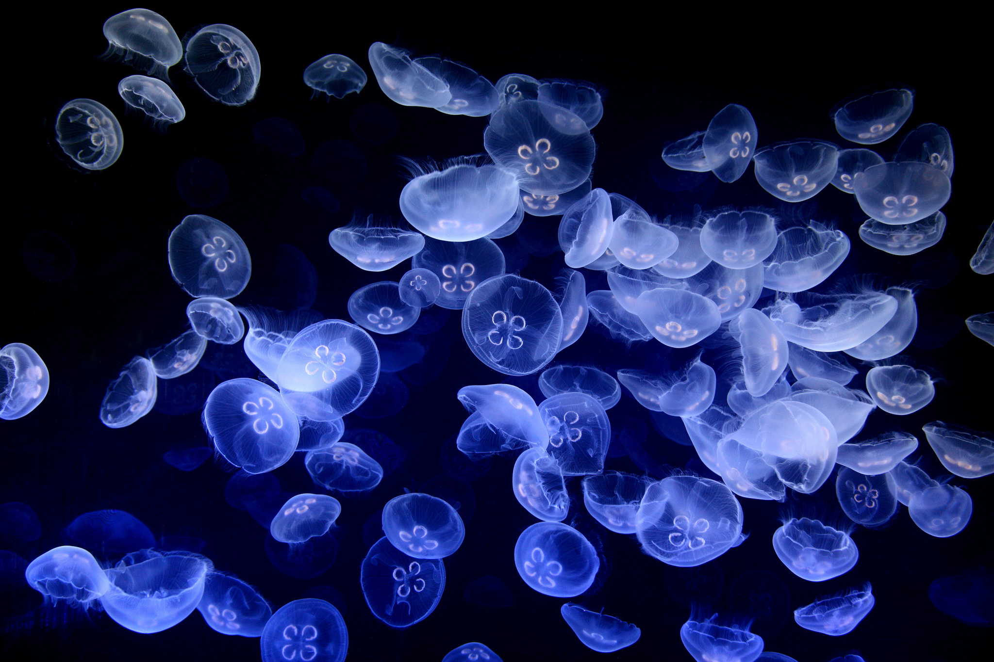 Oceanogràfic 10032008 2
