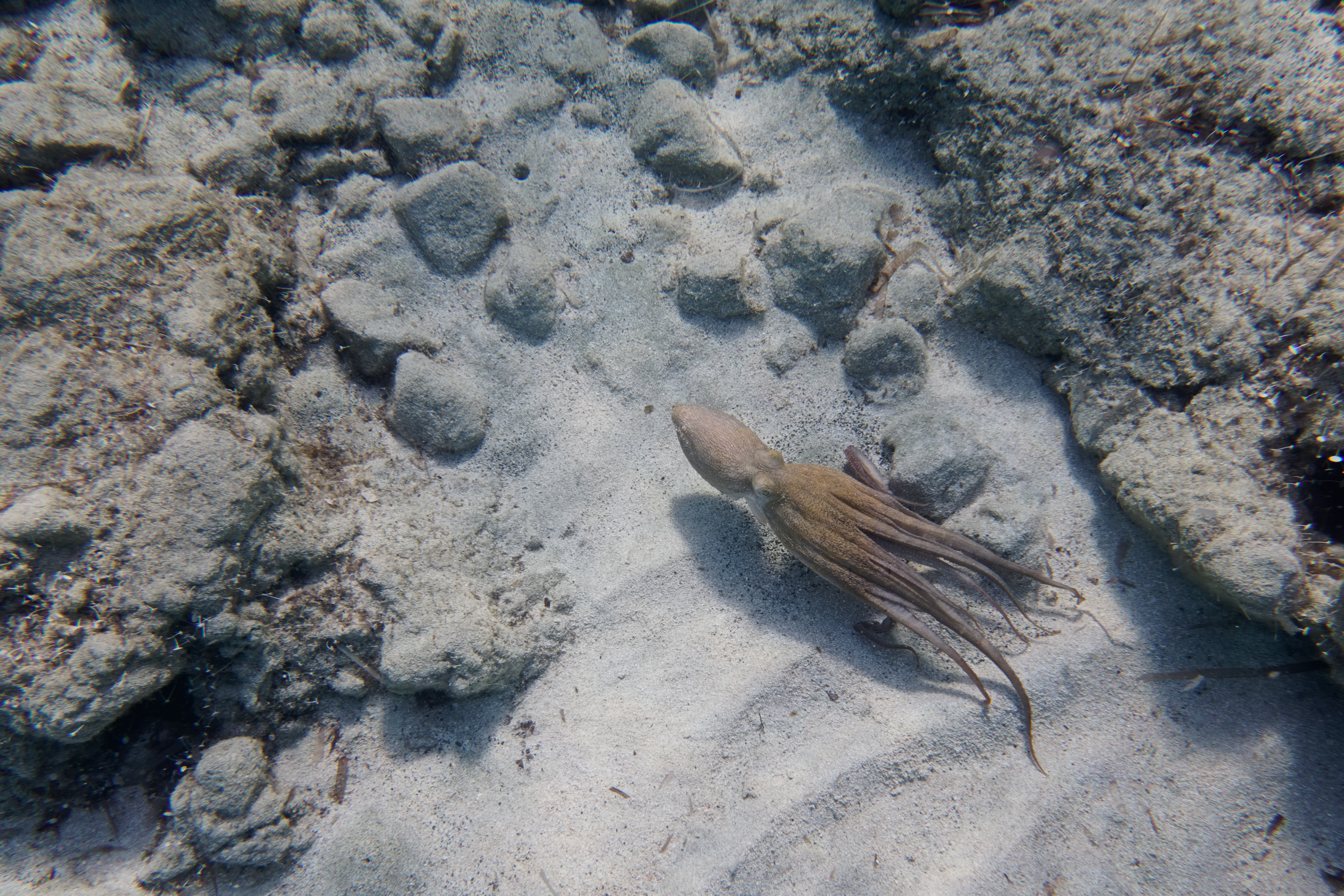 Octopus (28836592458)