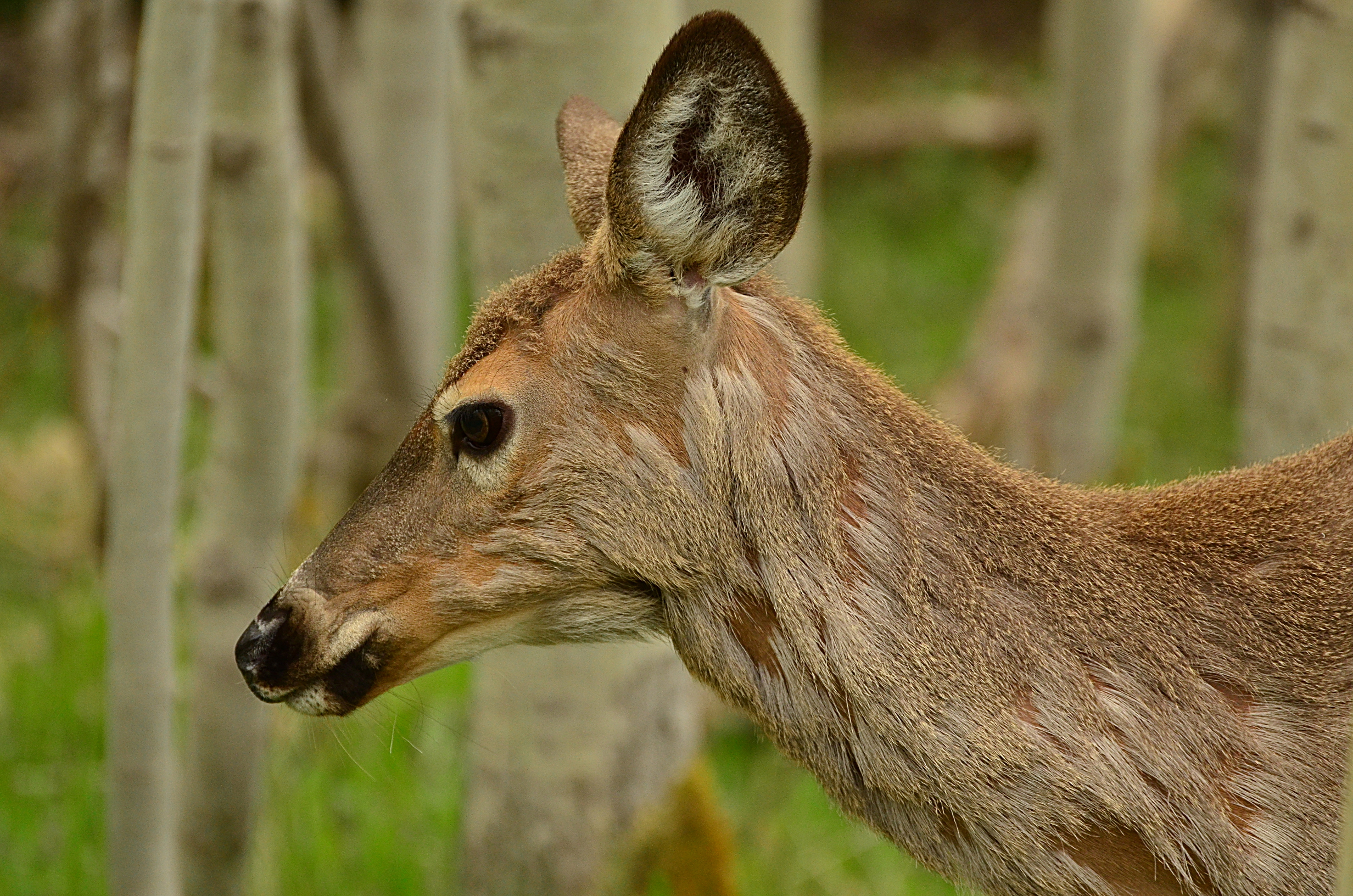 Odocoileus virginianus - Parc du Bic - 2013-05-29
