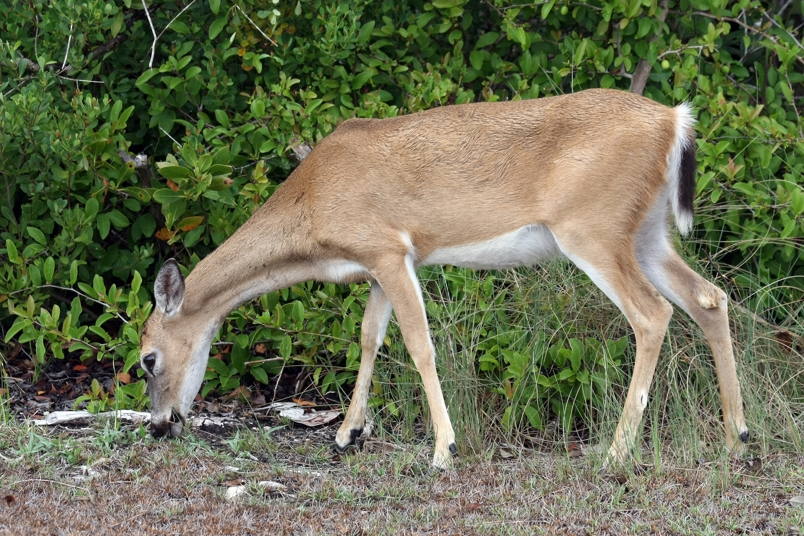Odocoileus virginianus clavium female graze