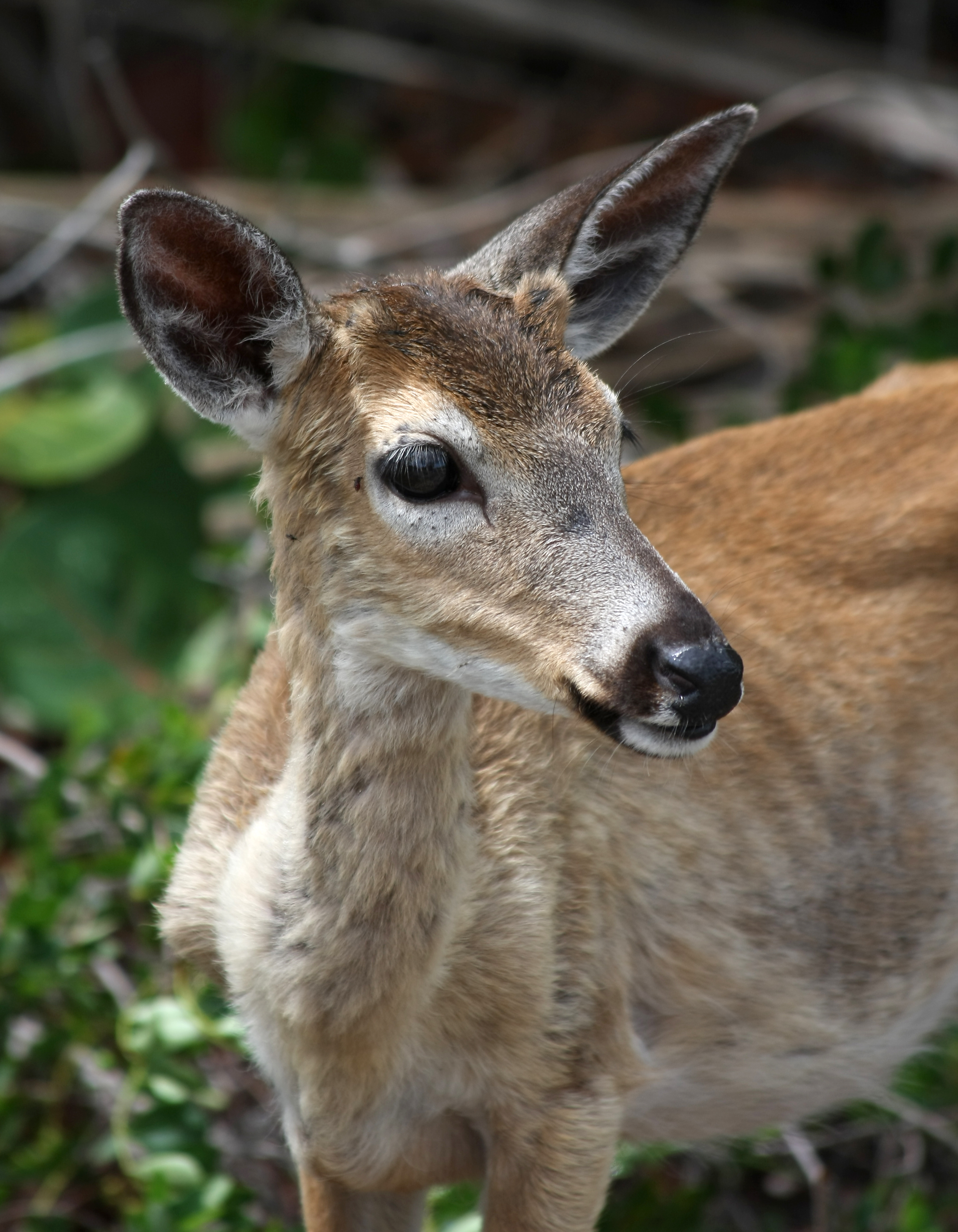 Odocoileus virginianus clavium male head