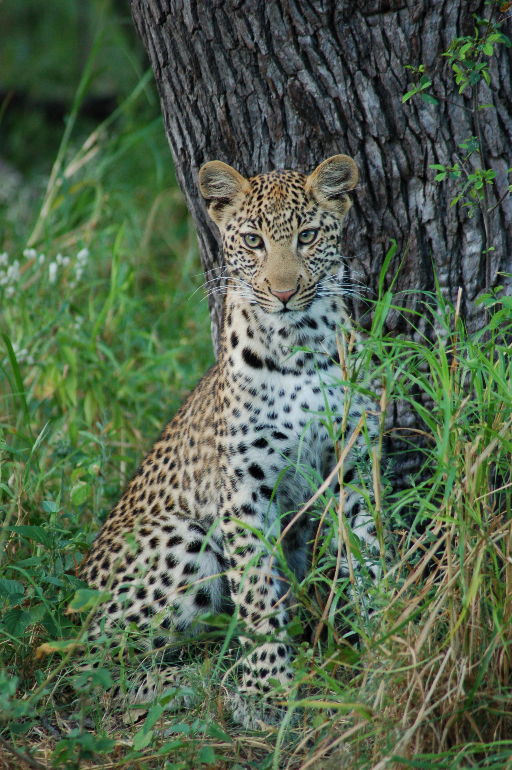 Okavango Delta, Botswana (2684610823)