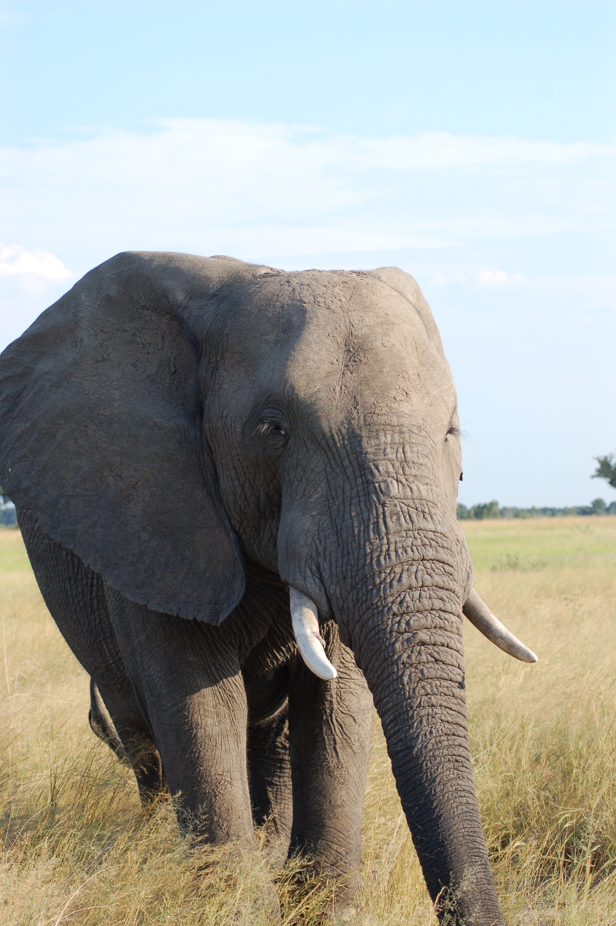 Okavango Delta, Botswana (2685365744)