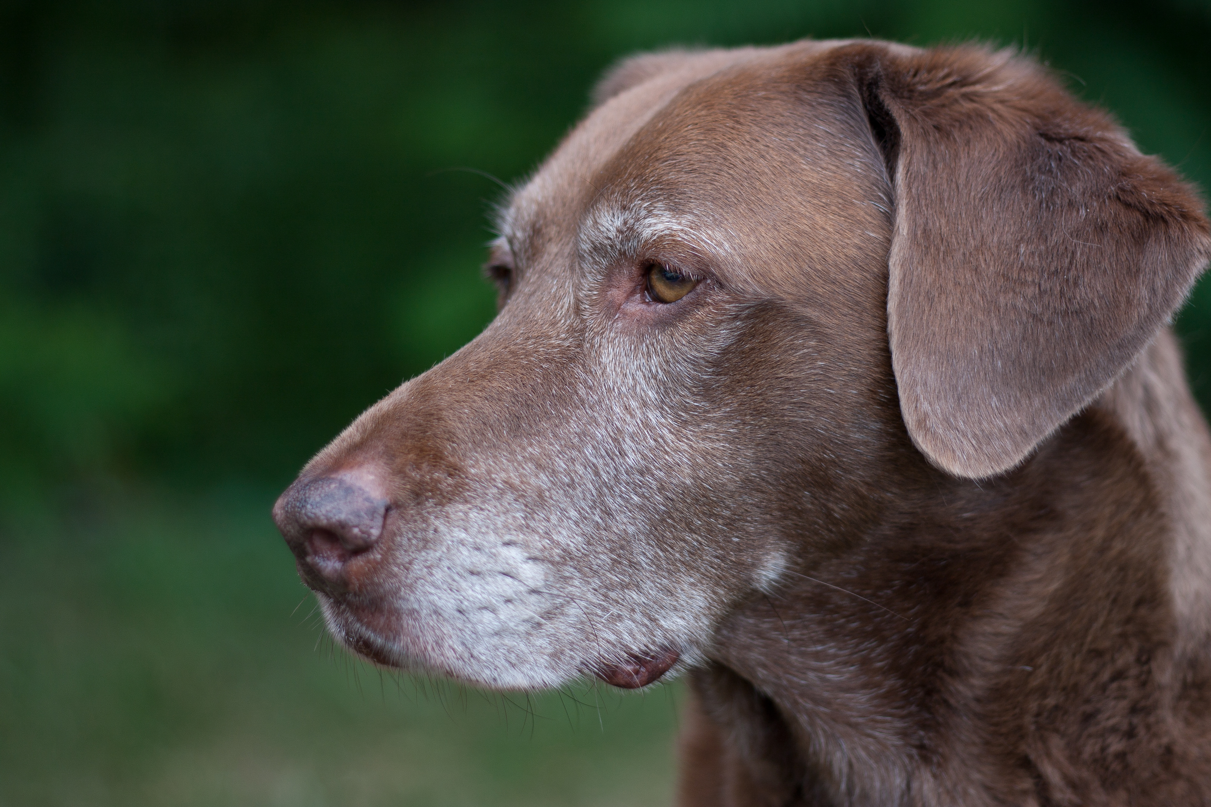 Old dog noah (1 of 1)