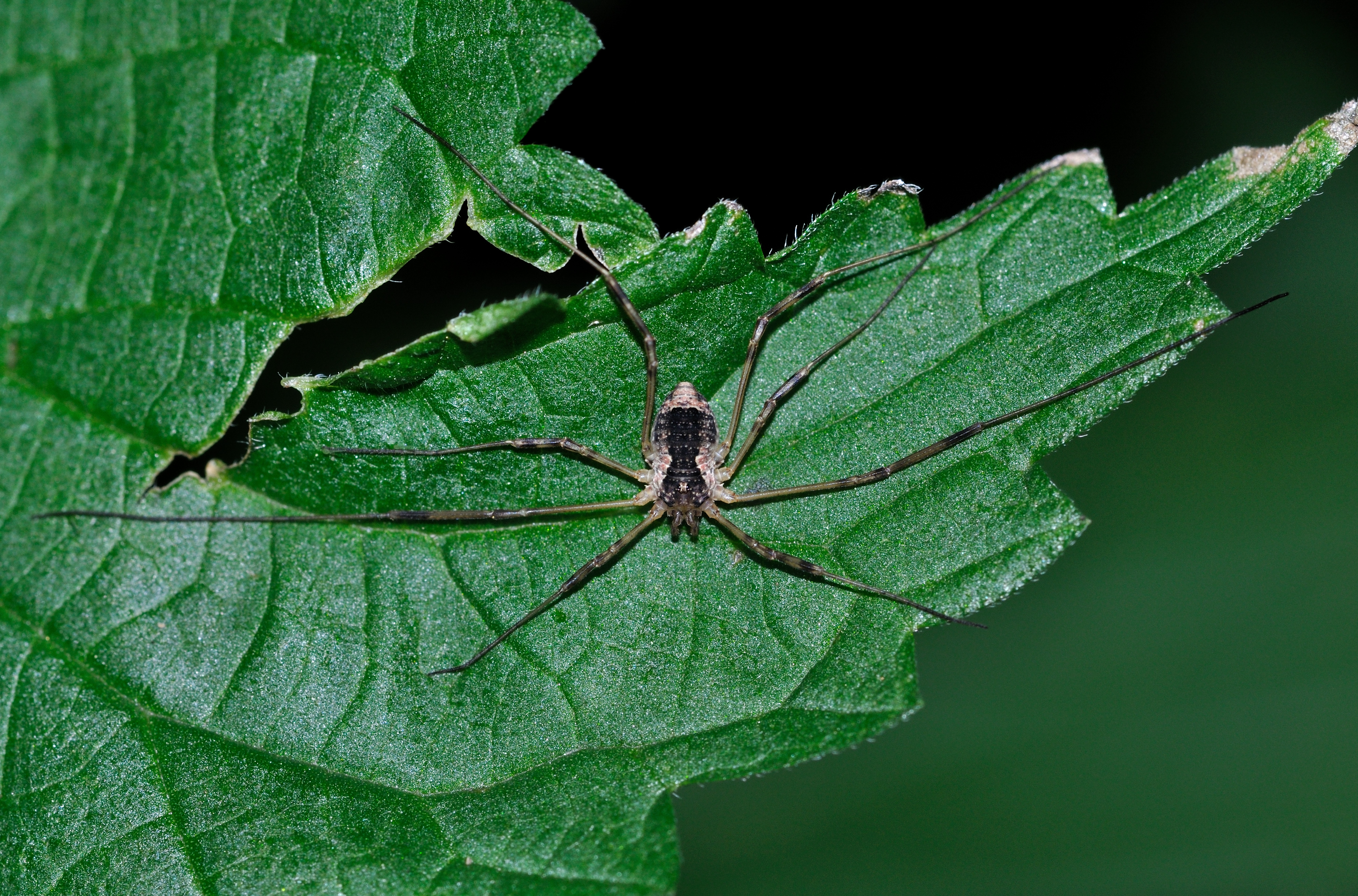 Oligolophus tridens qtl1