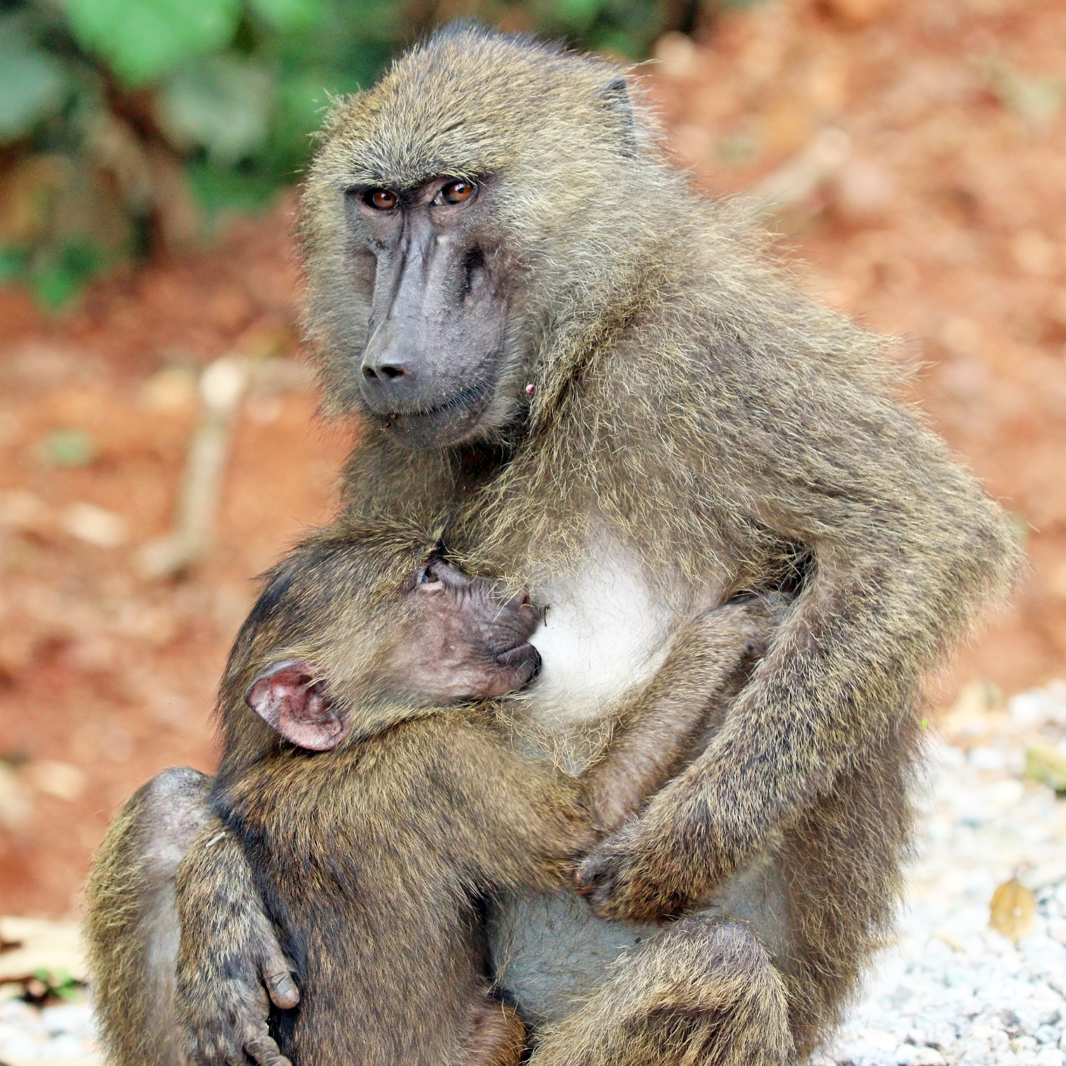 Olive baboon (Papio anubis) suckling