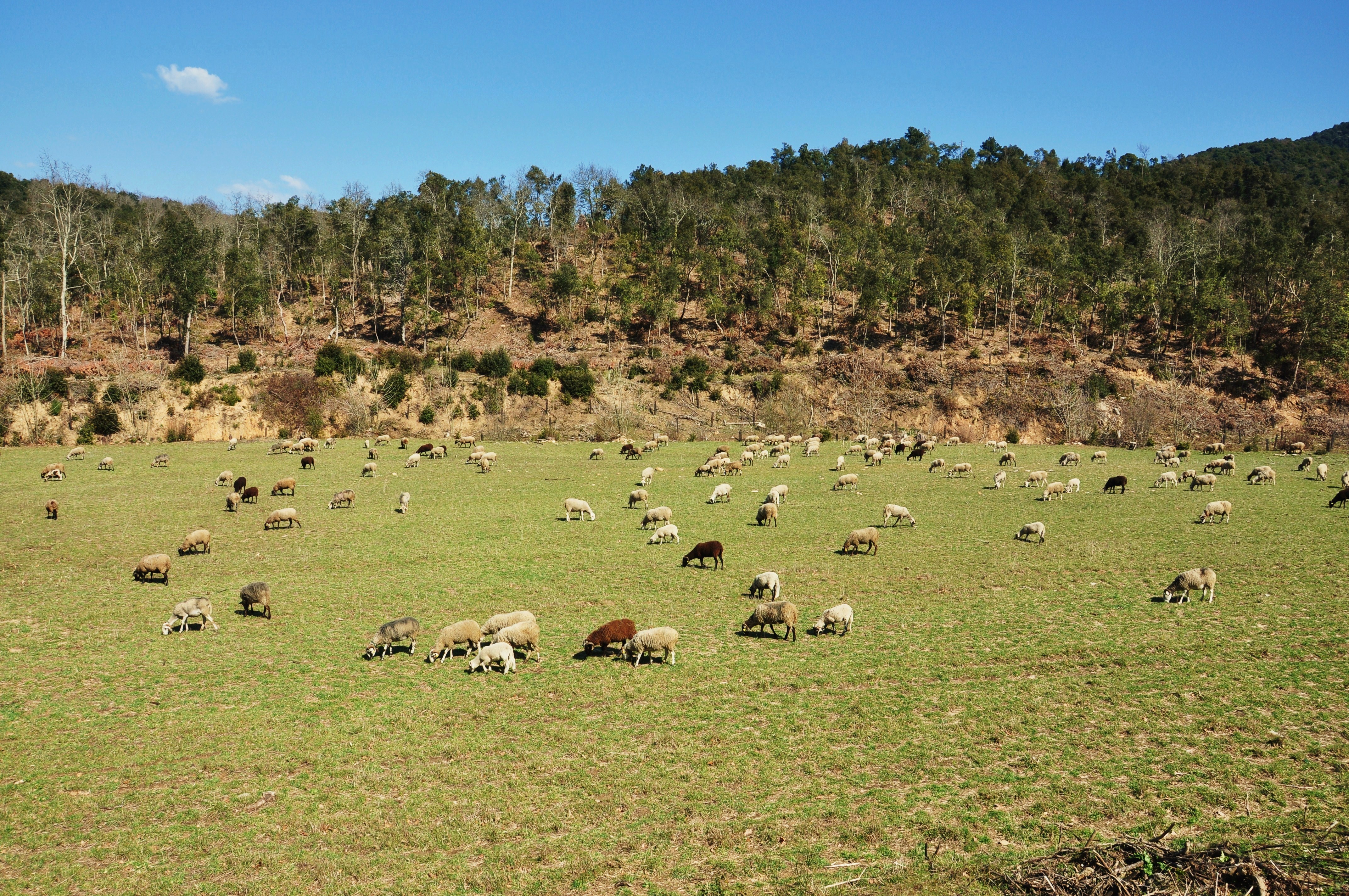 Olzinelles-2012 (2)