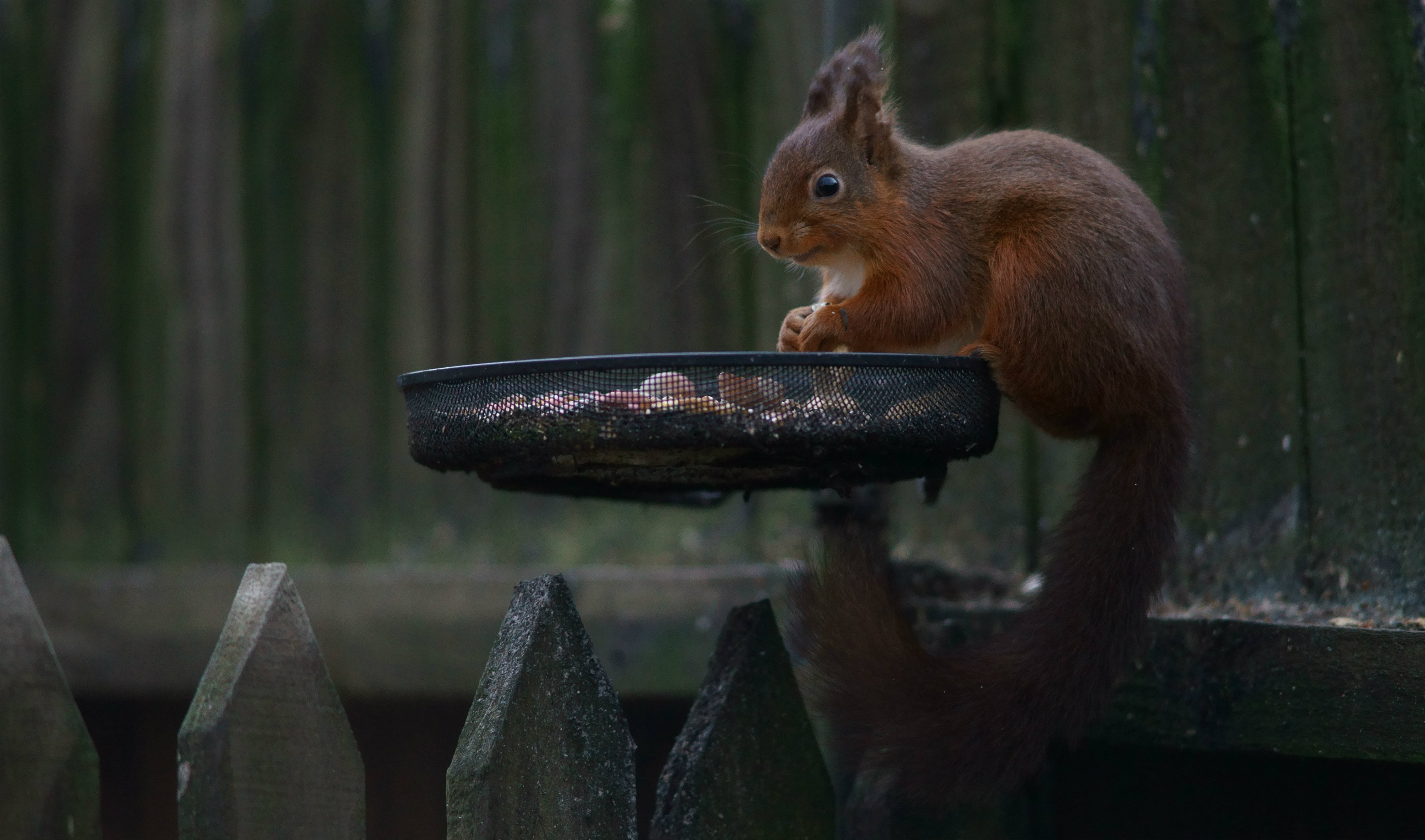 On the Bird Feeder (8400506097)