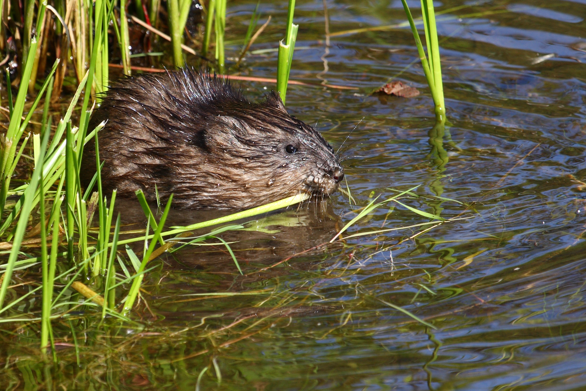 Ondatra zibethicus CT