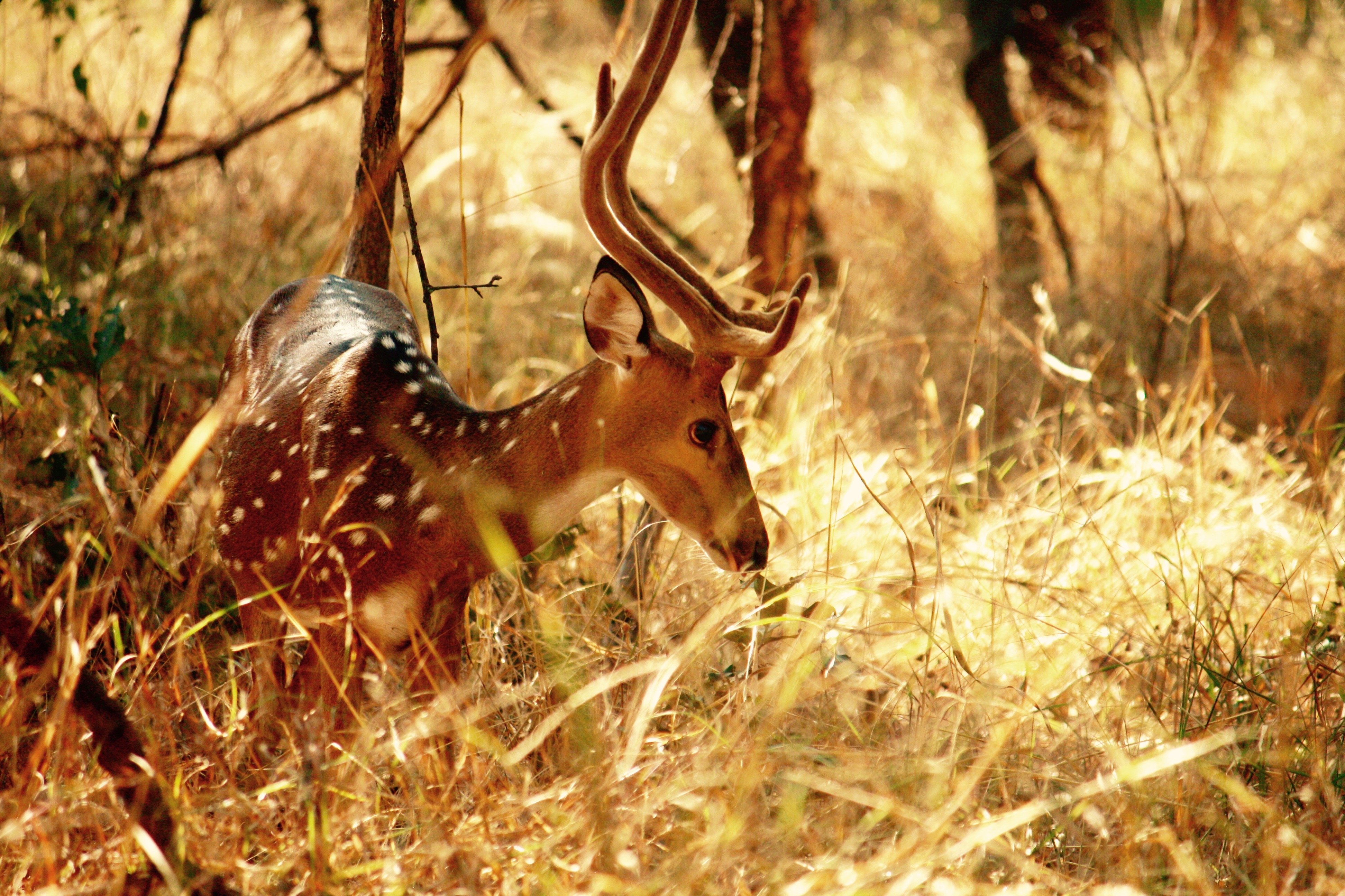One morning at Pench 2015