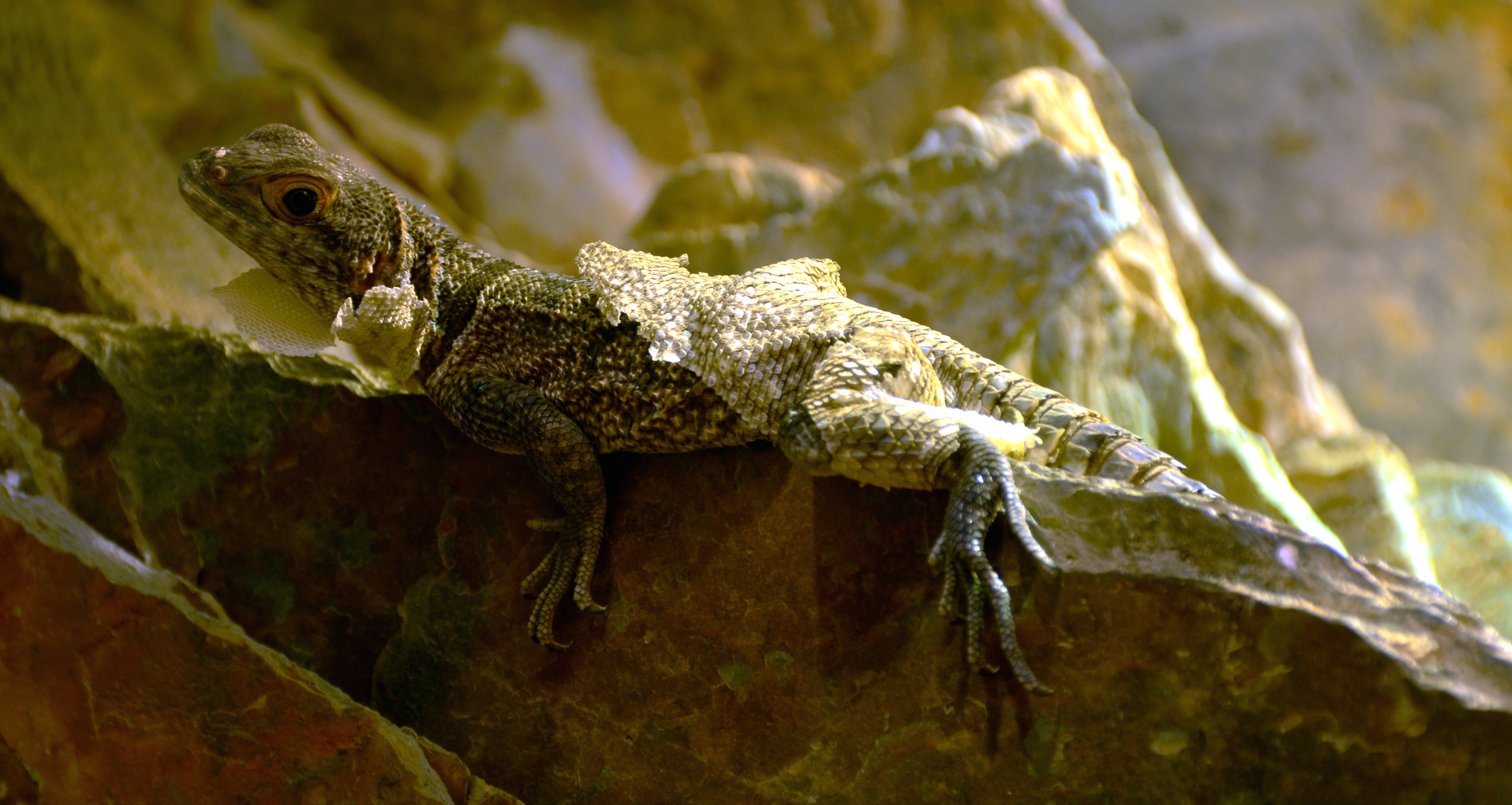 Oplurus cuvieri Musée d'Histoire Naturelle Tournai 27122015 1