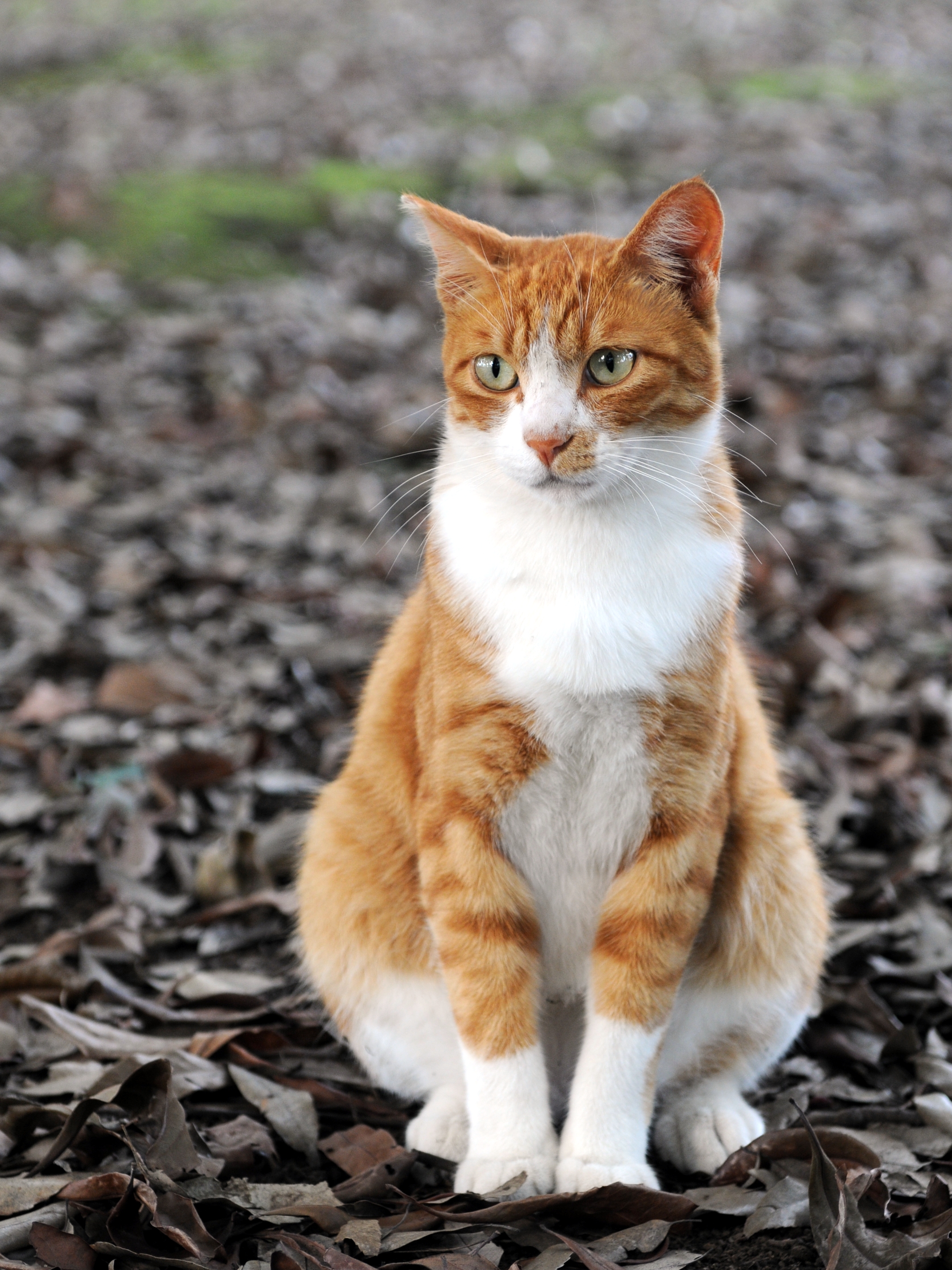 Orange tabby cat sitting on fallen leaves-Hisashi-01A