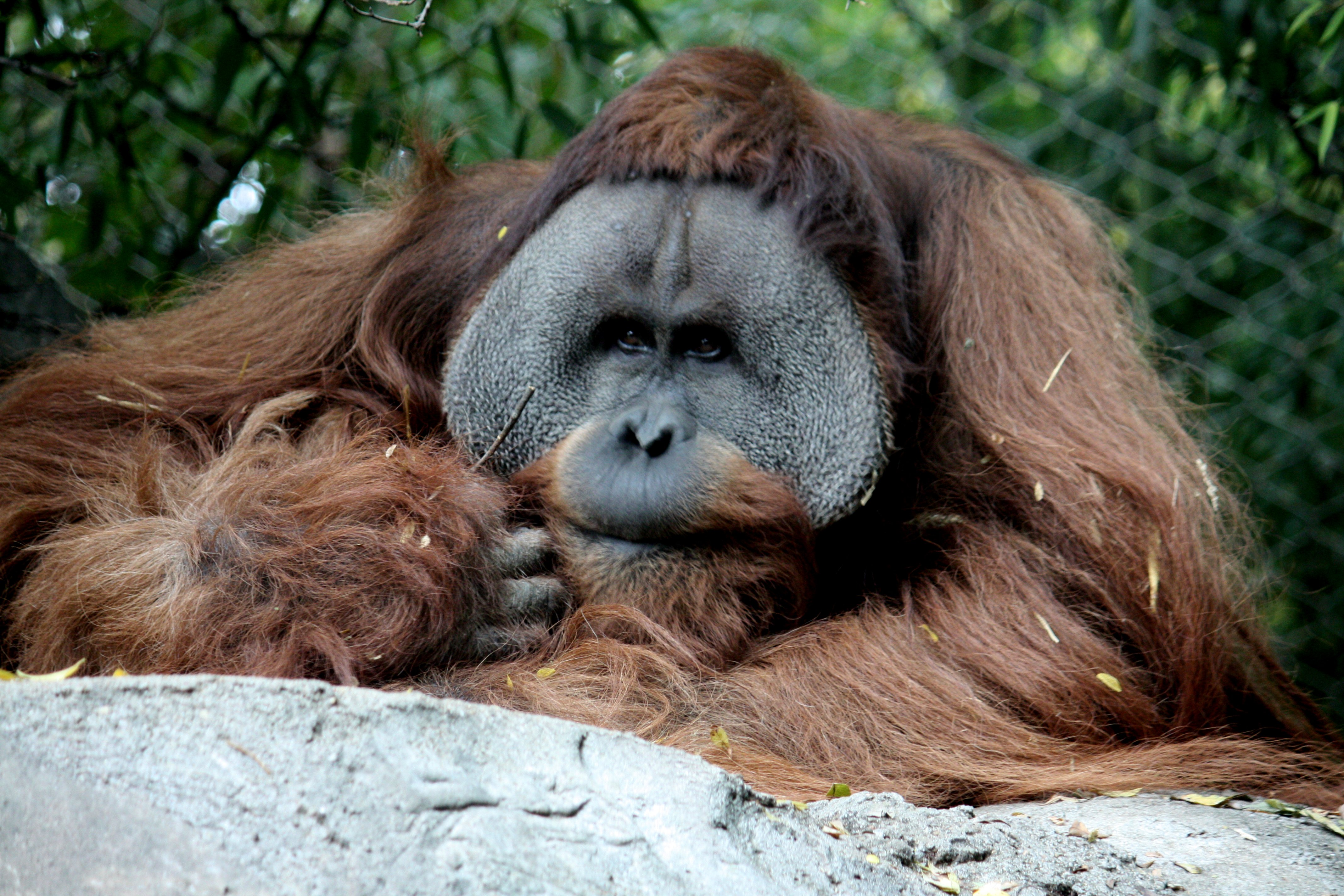 Orangutan14