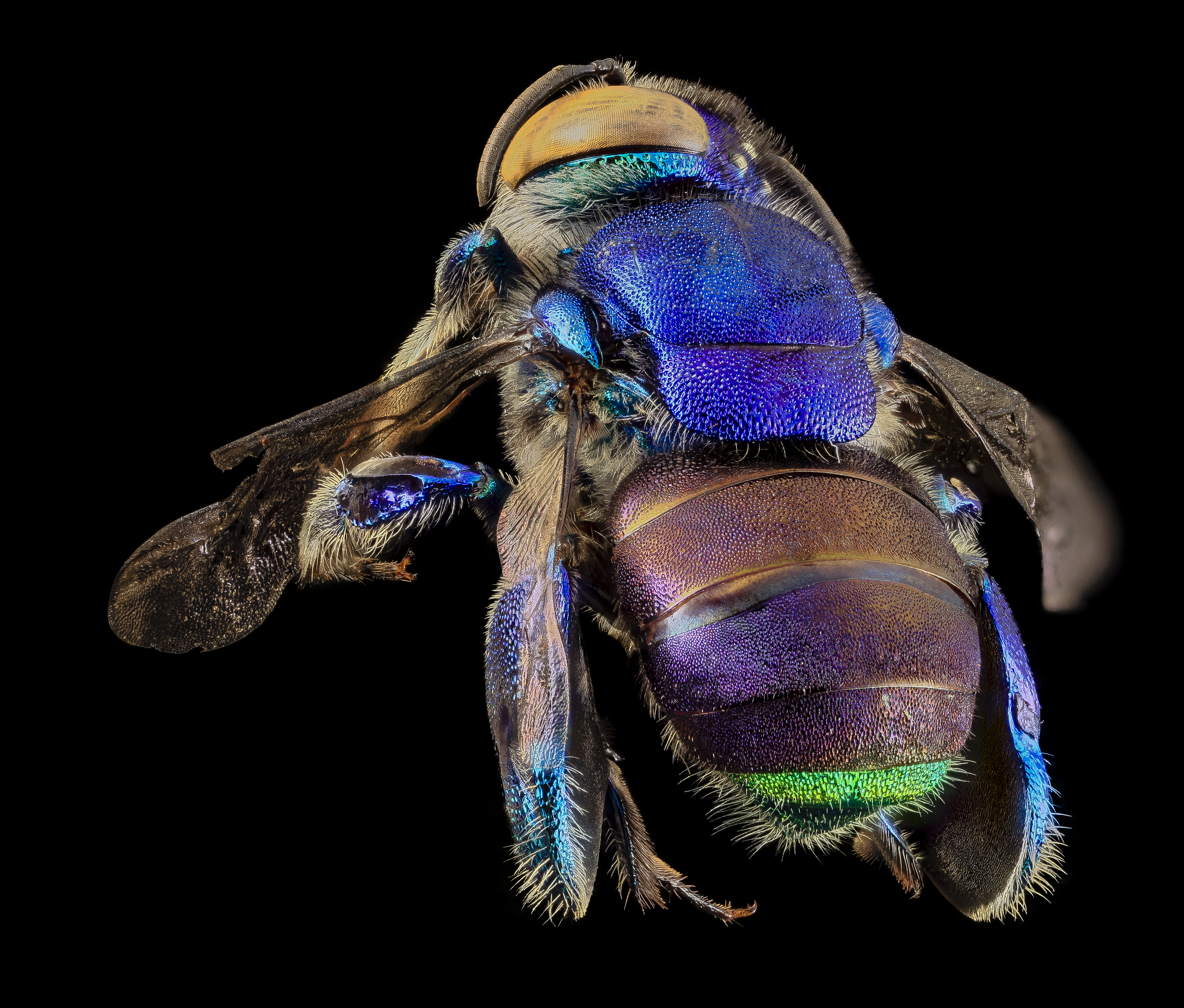 Orchid bee green butt, m, back, guyana 2014-06-17-18.25.47 ZS PMax (14263898420)