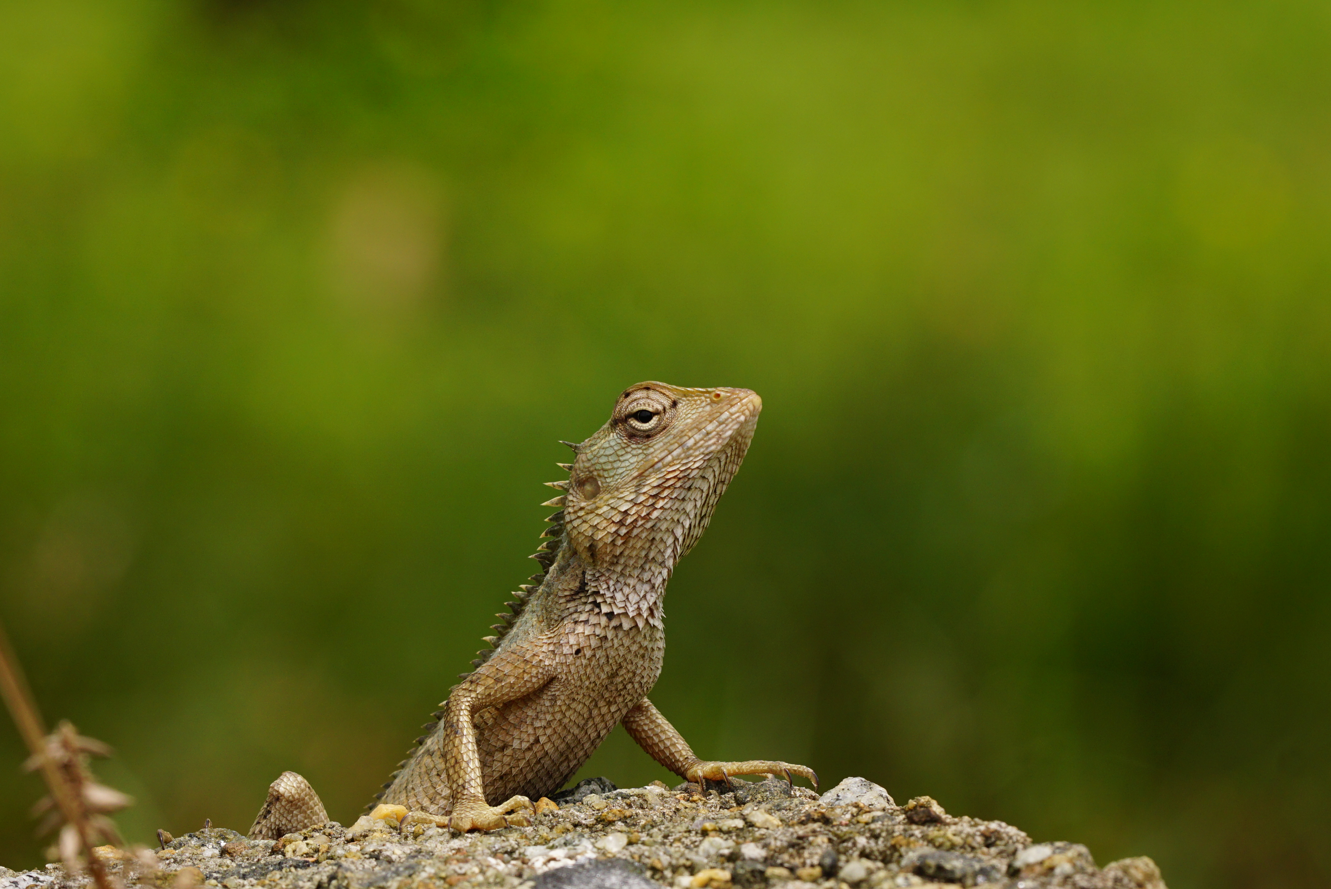 Oriental garden lizard 04084