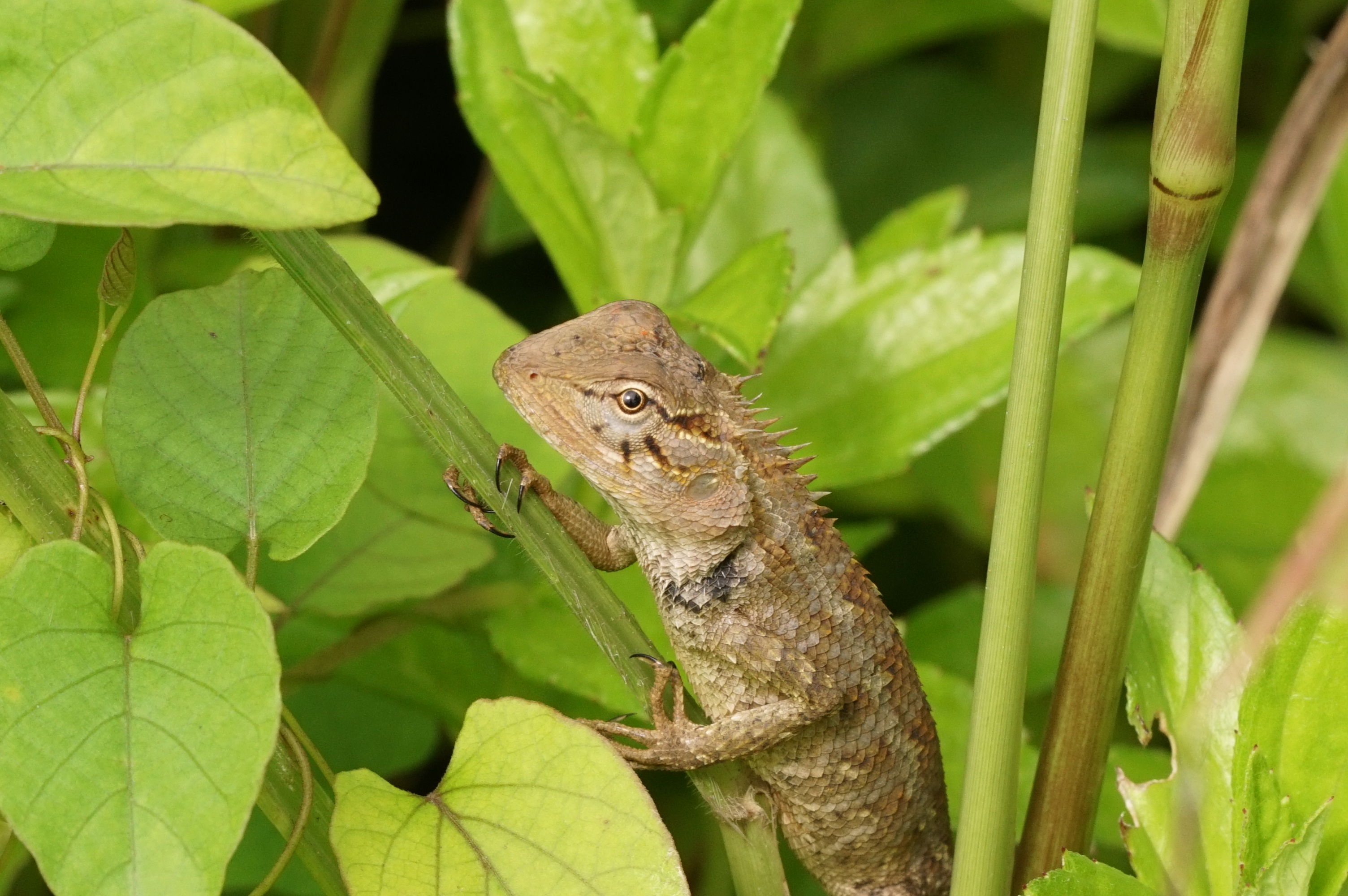 Oriental garden lizard 08859