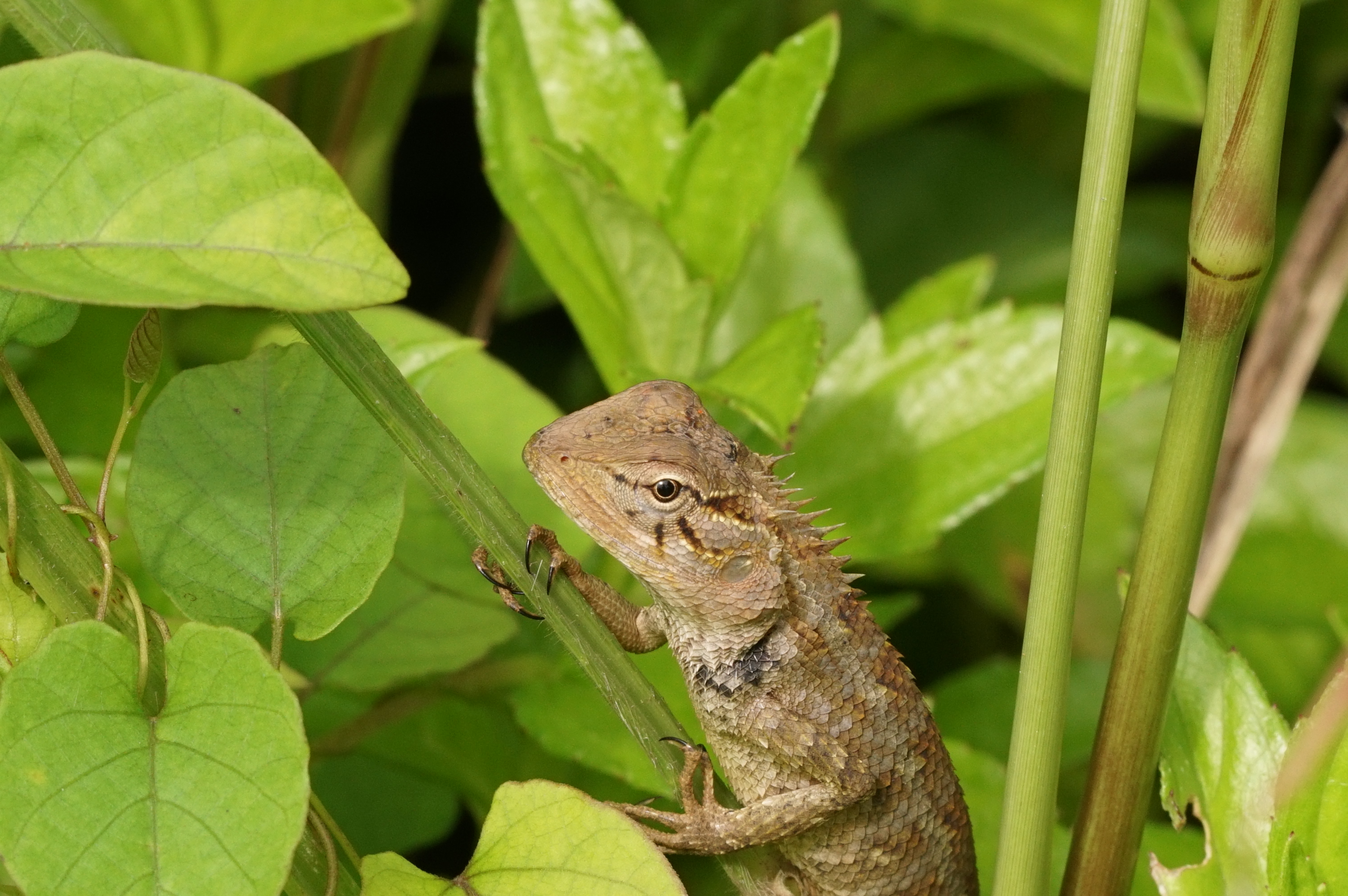 Oriental garden lizard 08861