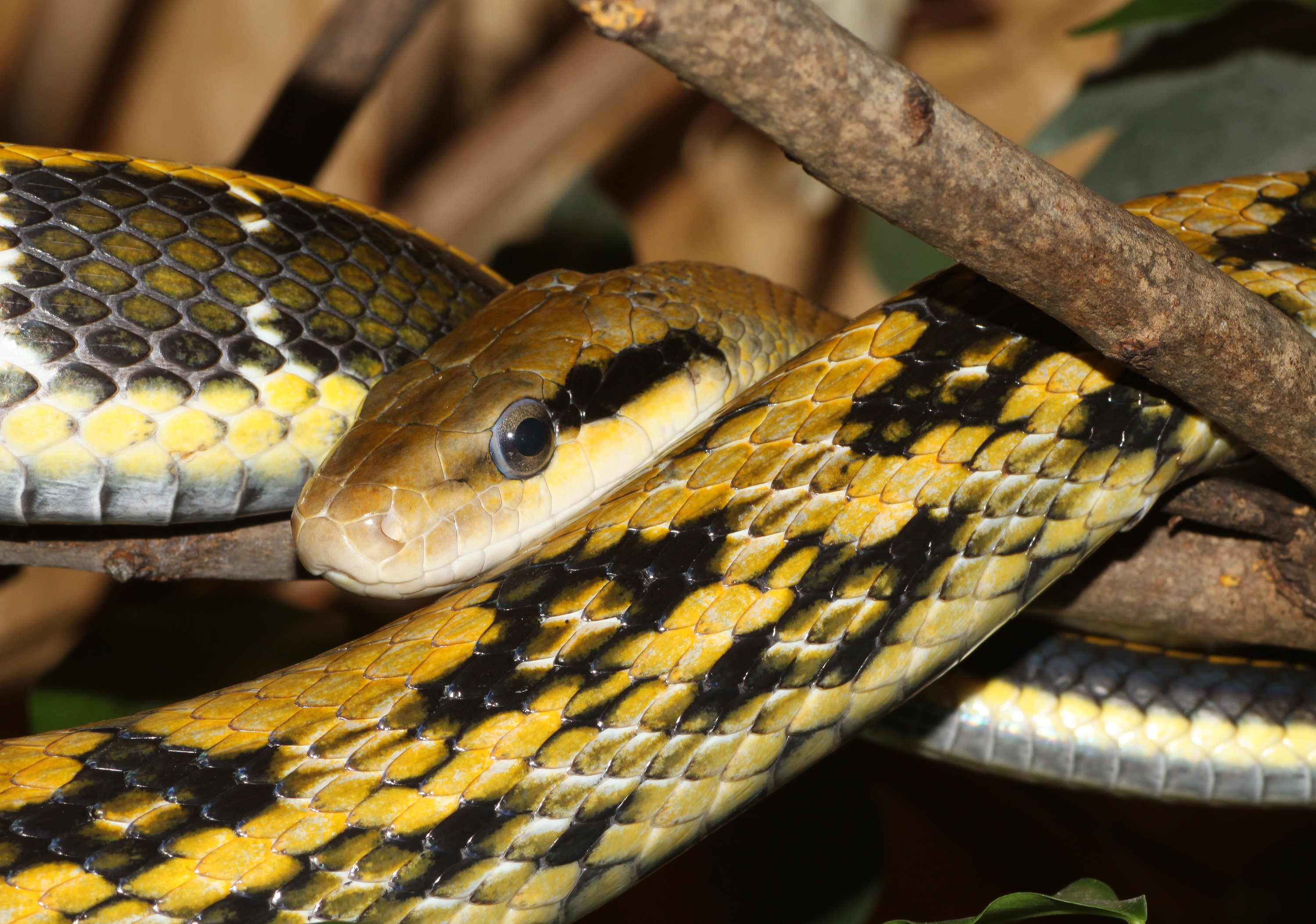 Orthriophis-taeniurus-schönnatter